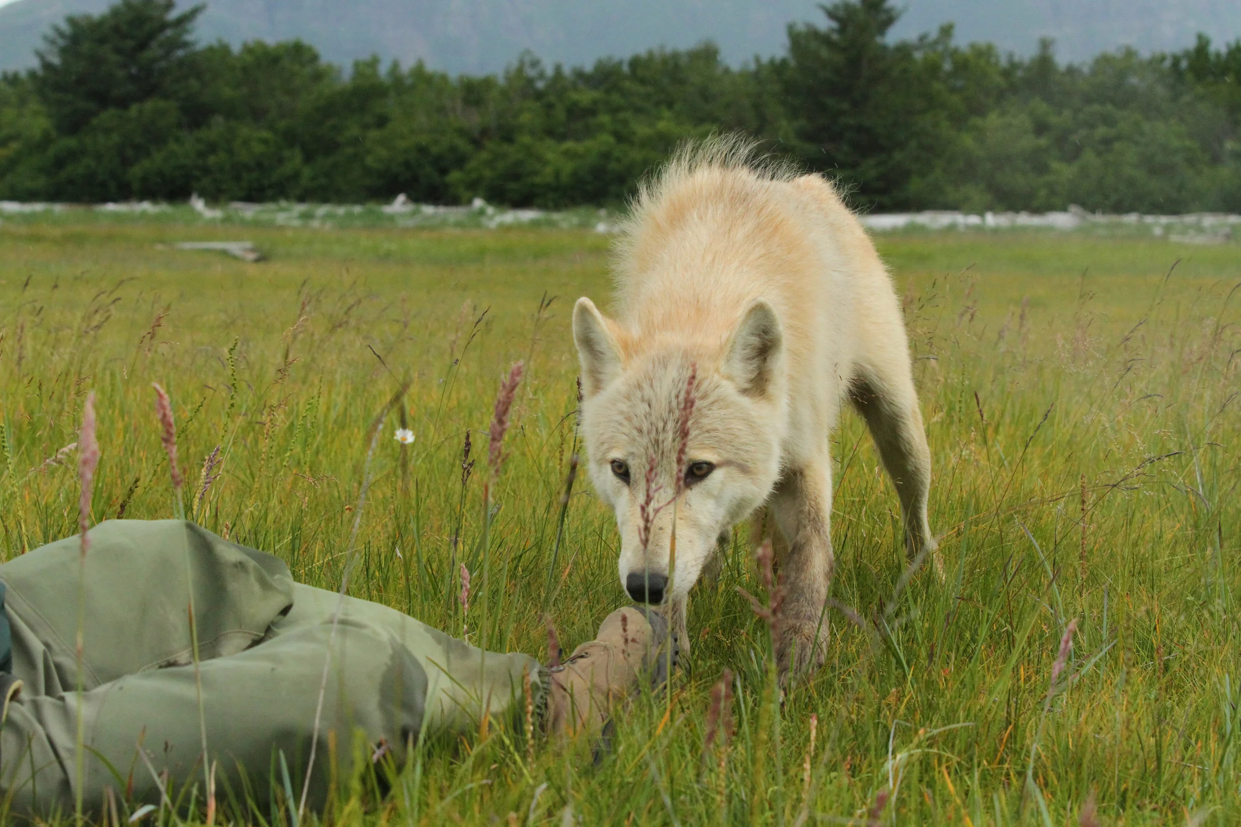  She smelled Buck's boots. No one moved.&nbsp;It was truly so exciting &nbsp;being so close to this incredible wild animal. BUT still shooting away. 