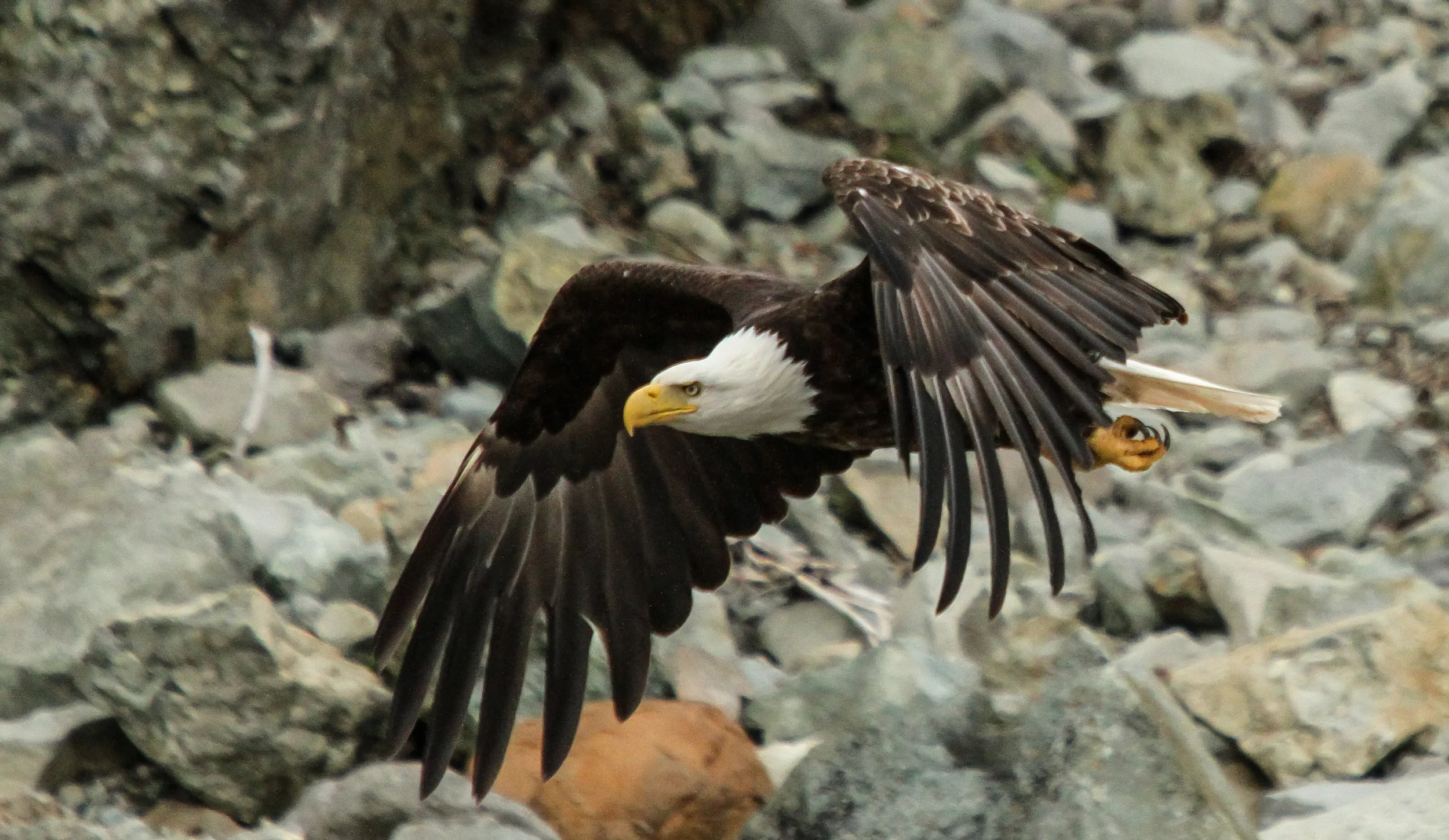  Bald Eagle in Alaska 