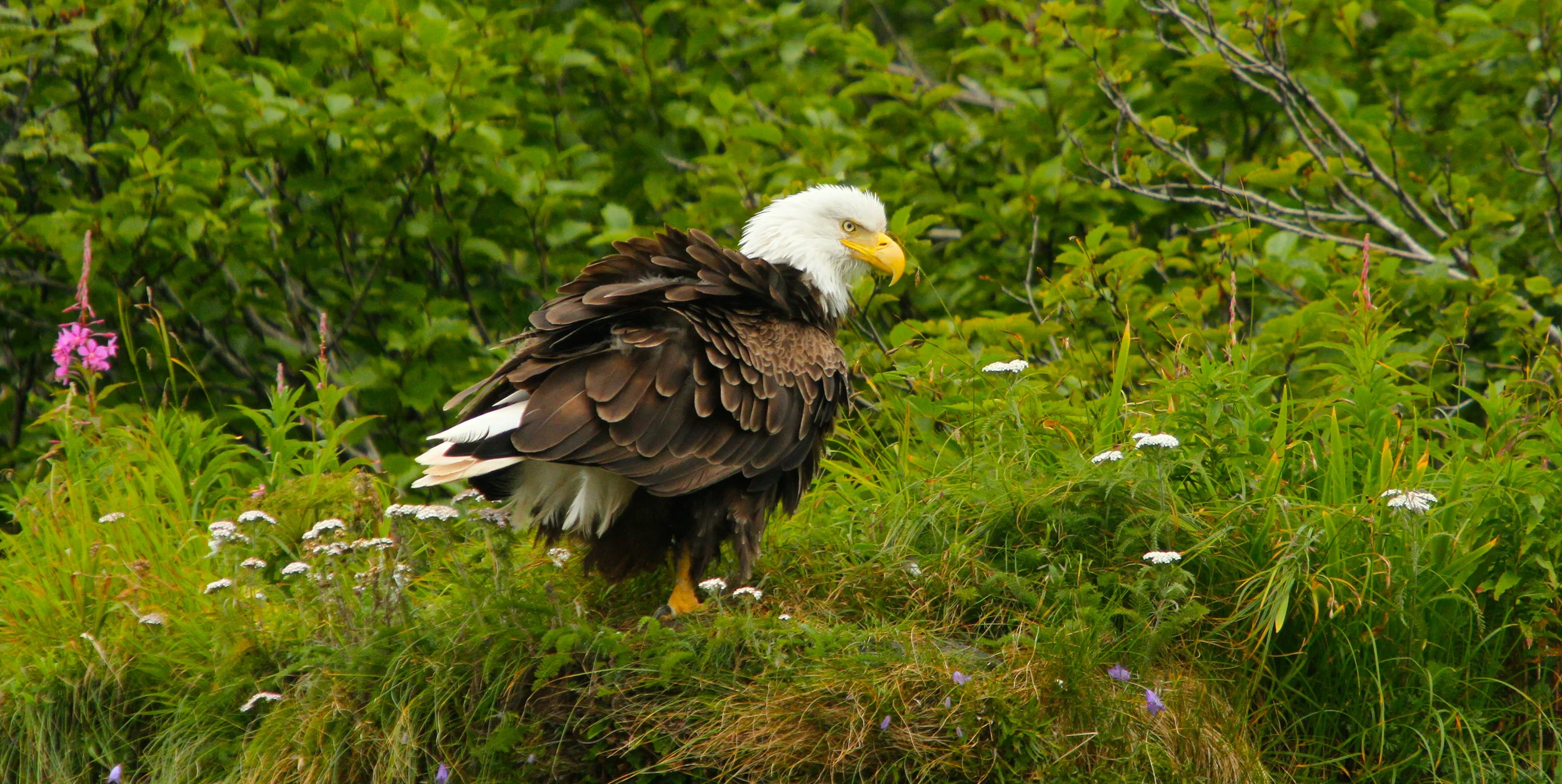  Bald Eagle. Let's not forget this eagle, I'm still a bird watcher at heart. 