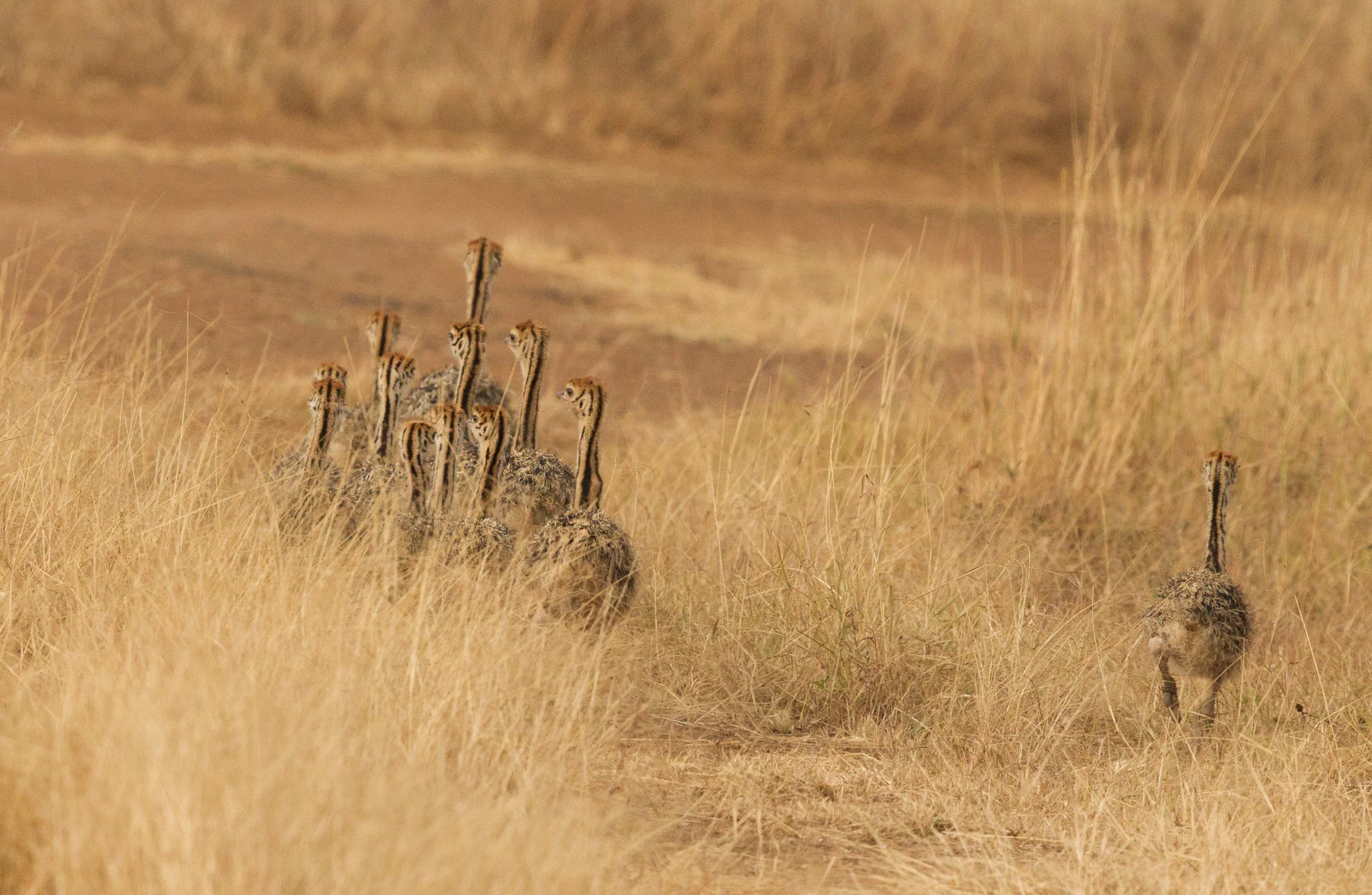  Common Ostrich Chicks 