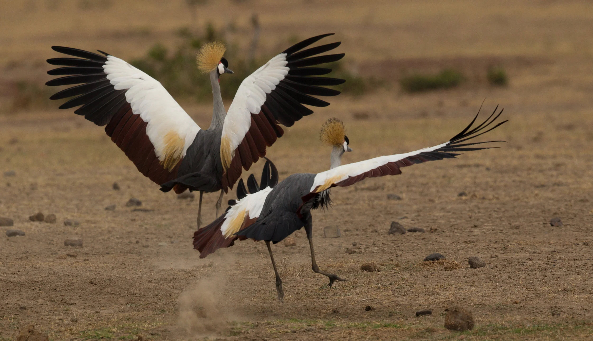  Grey Crowned Cranes 