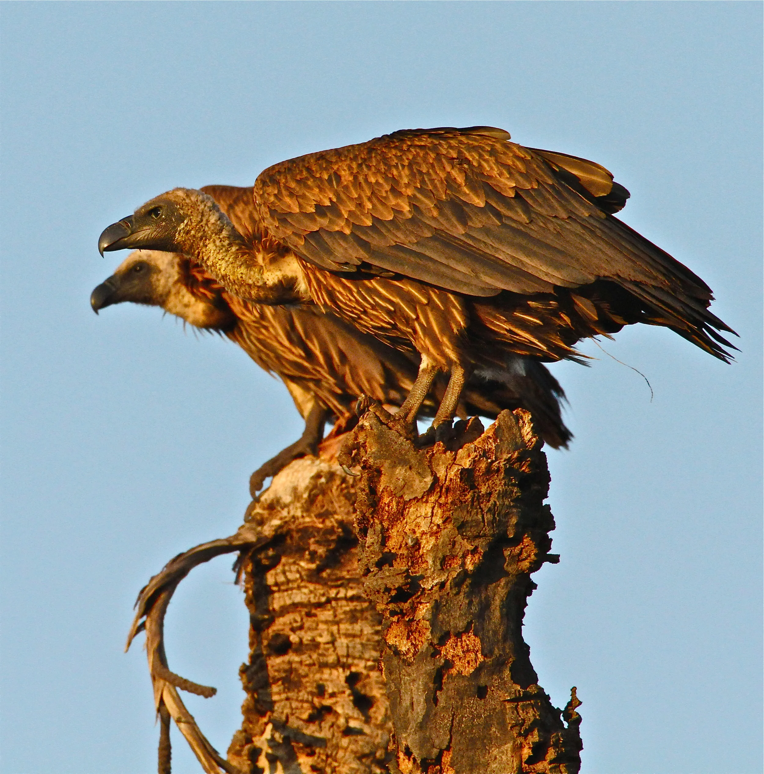  African White-backed Vulture 