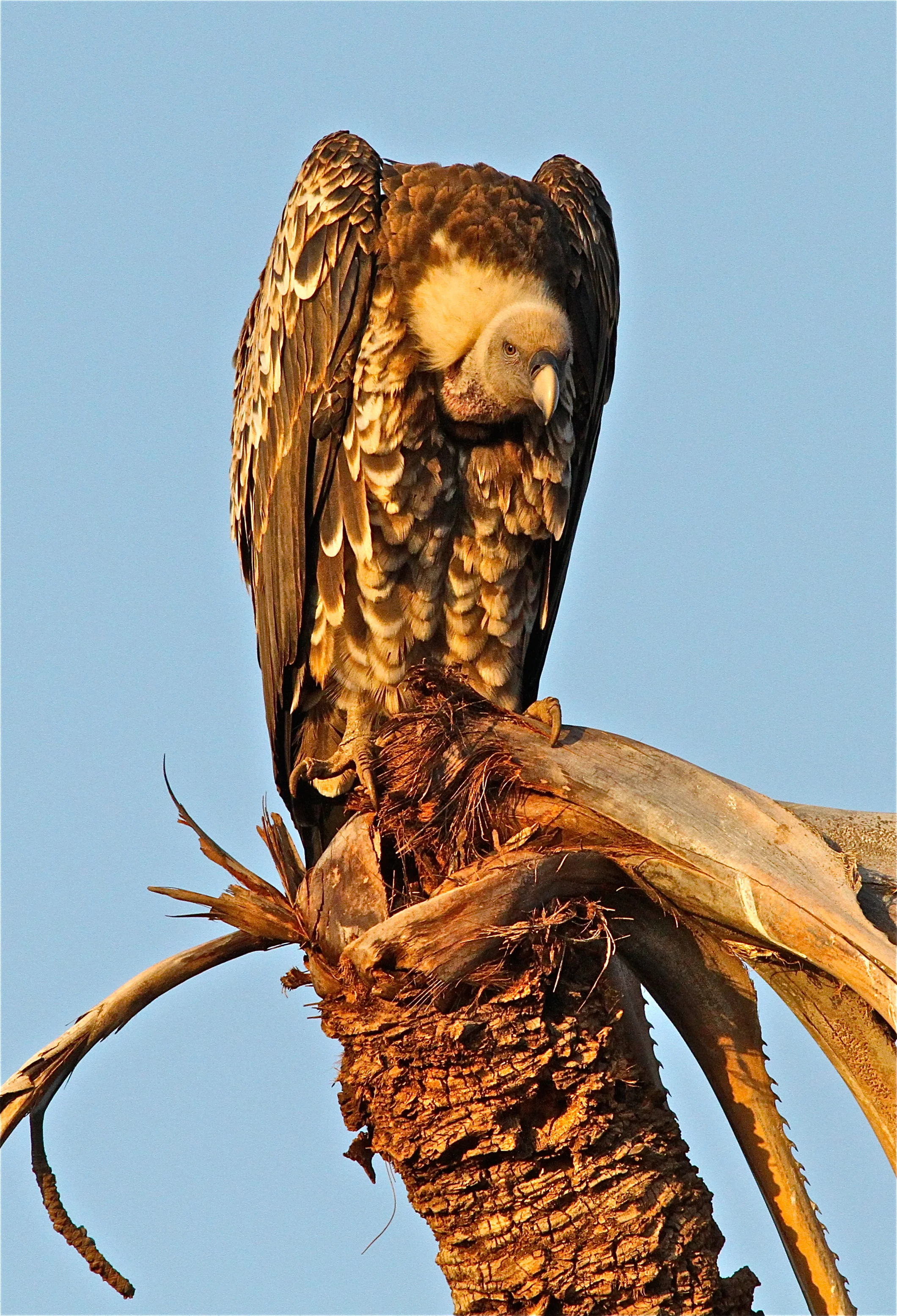  African White-backed Vulture 