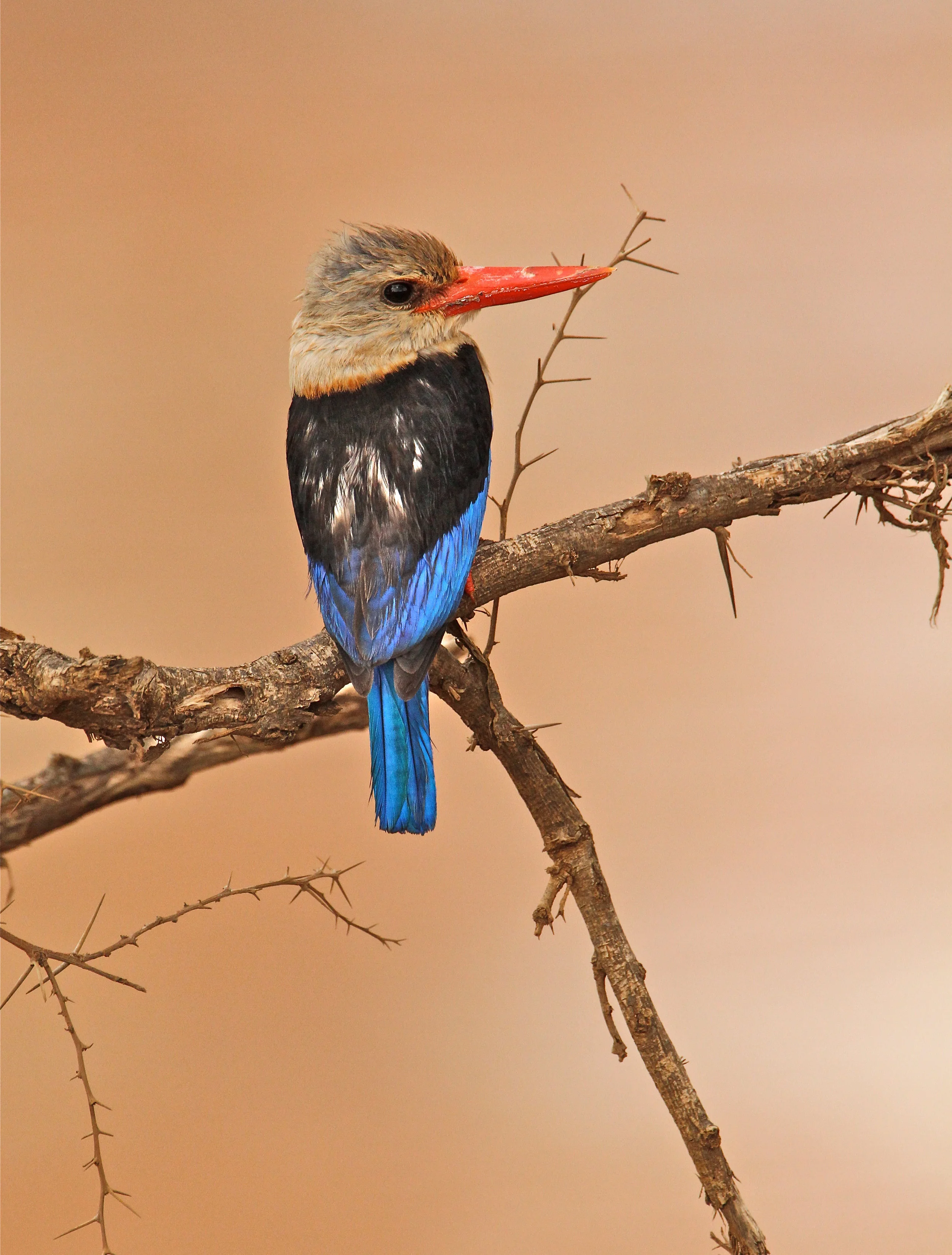  Grey-headed Kingfisher 