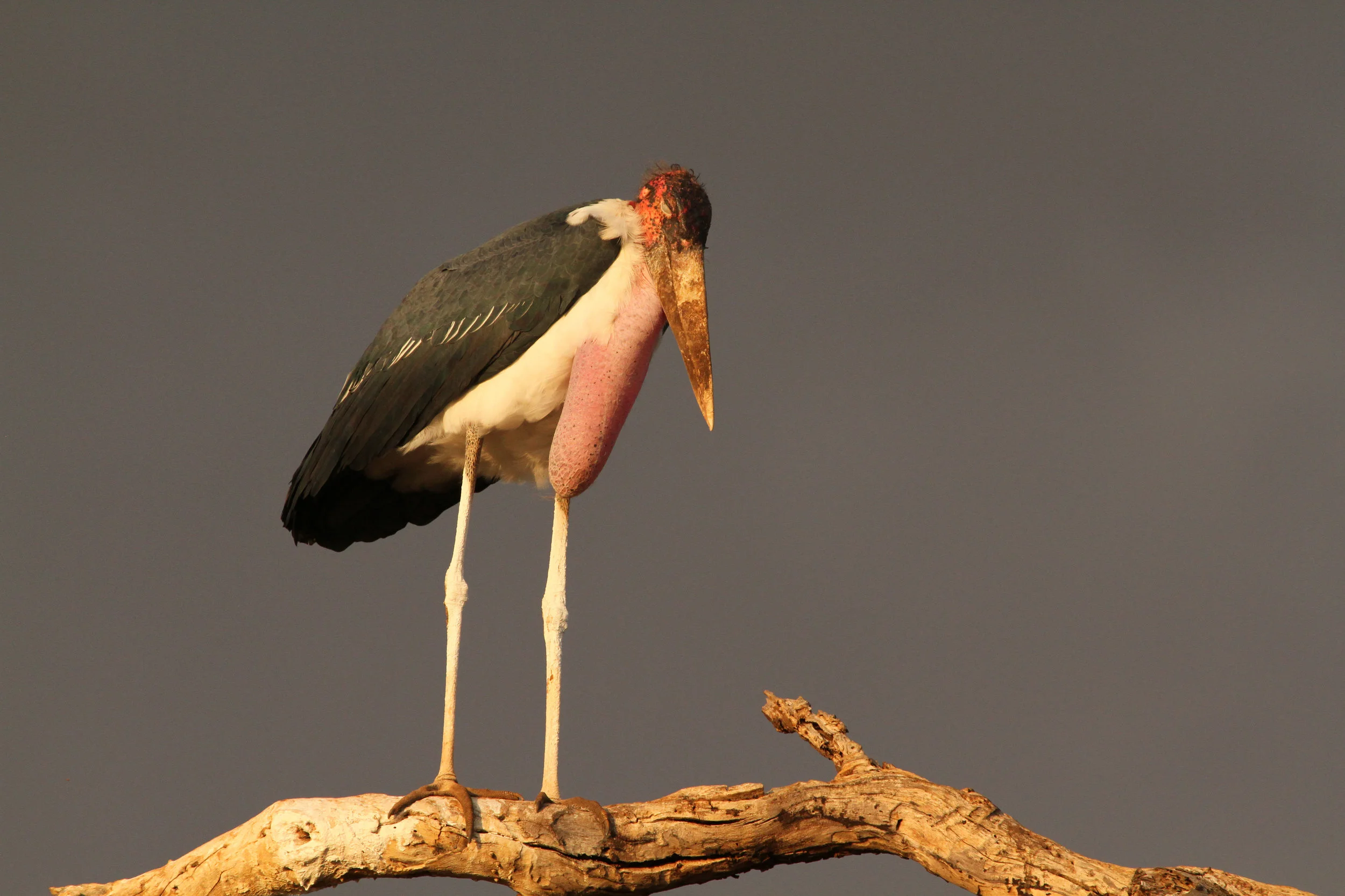  Marabou Stork 