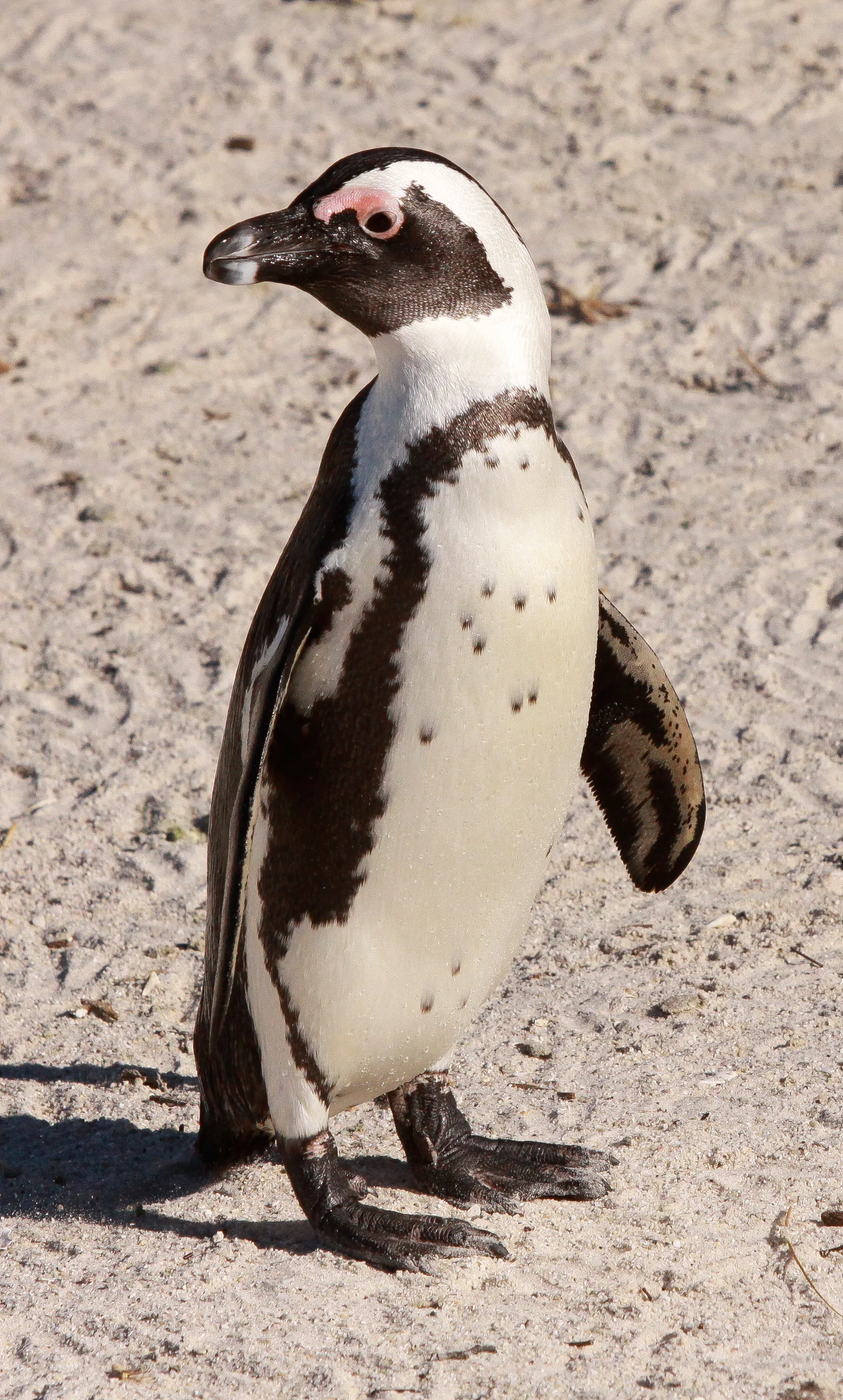  Jackass Penguin. Near Cape Town, South Africa 