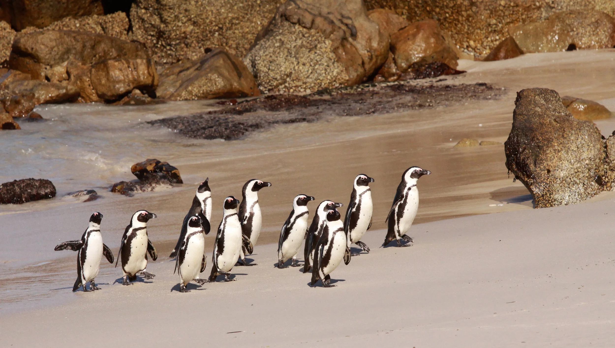  Jackass Penguin, near Cape Town, South Africa 