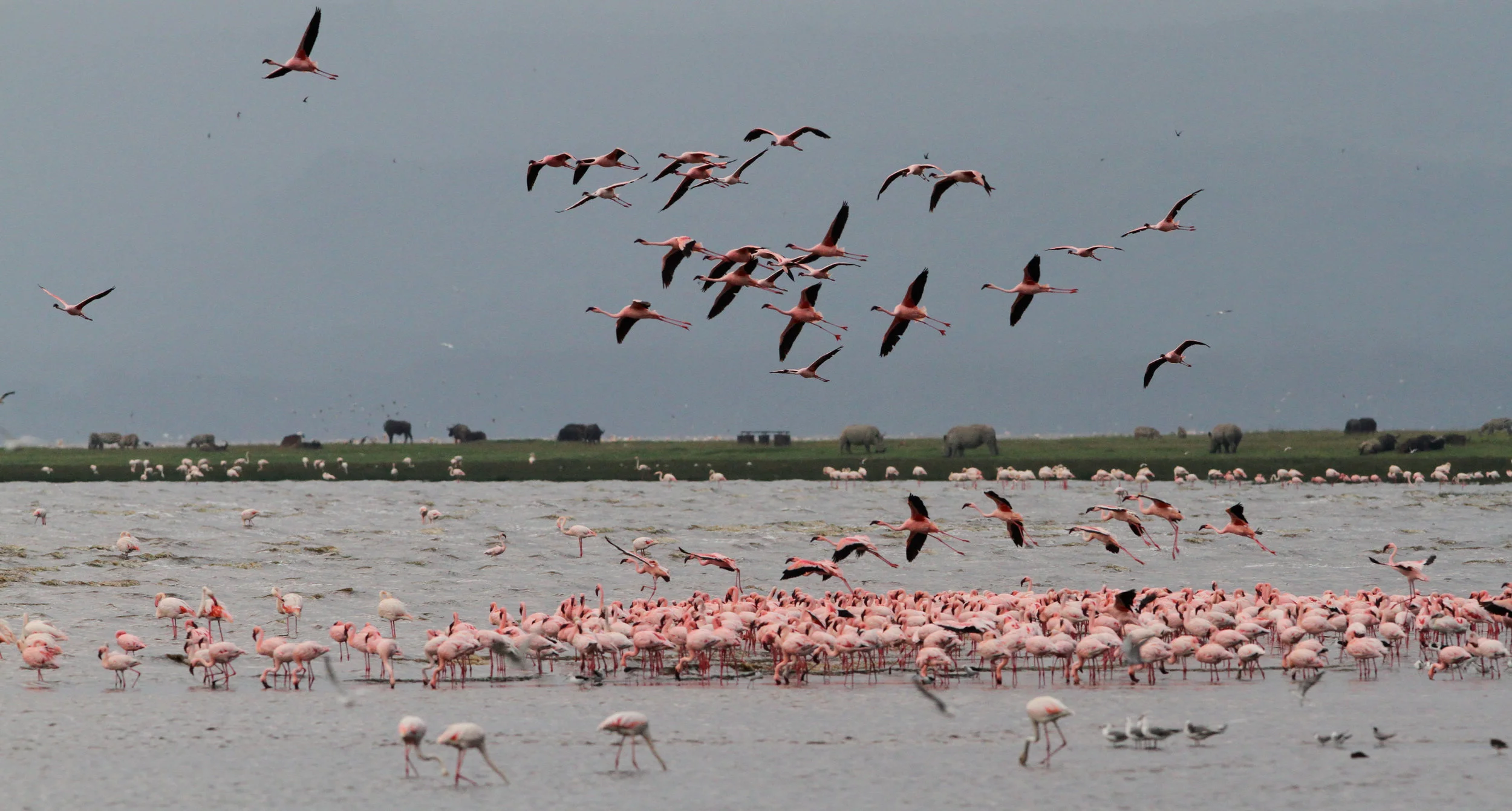  Lesser Flamingo. Saw thousands of these flamingos. The shores of Lake Nakuru were solid pink with them, eating the brine shrimp. 