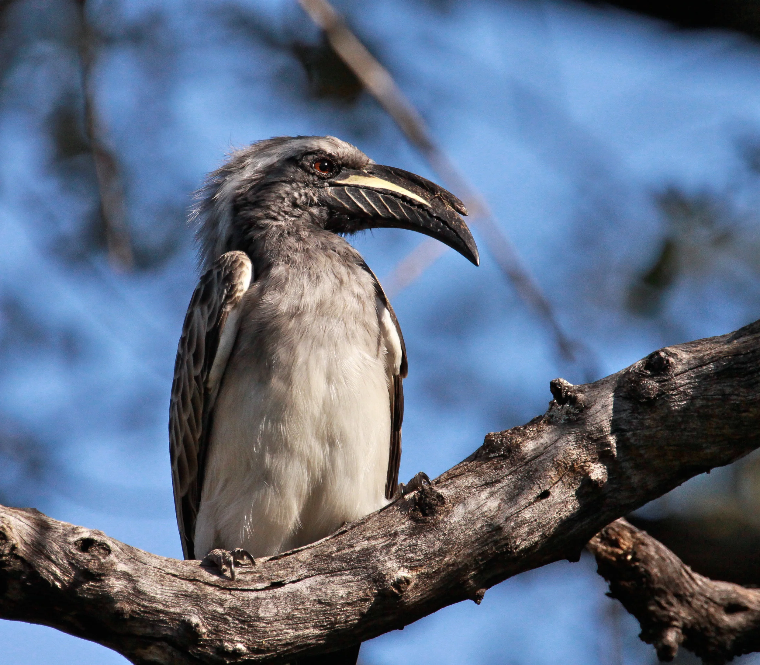  Van der Decken's Hornbill (f).    