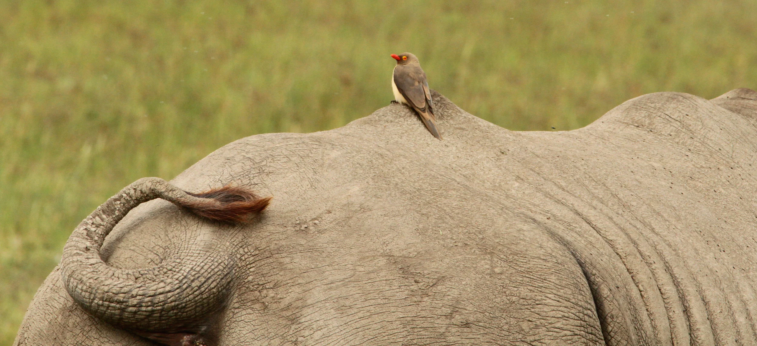  Red-billed Oxpecker, Rhino. 