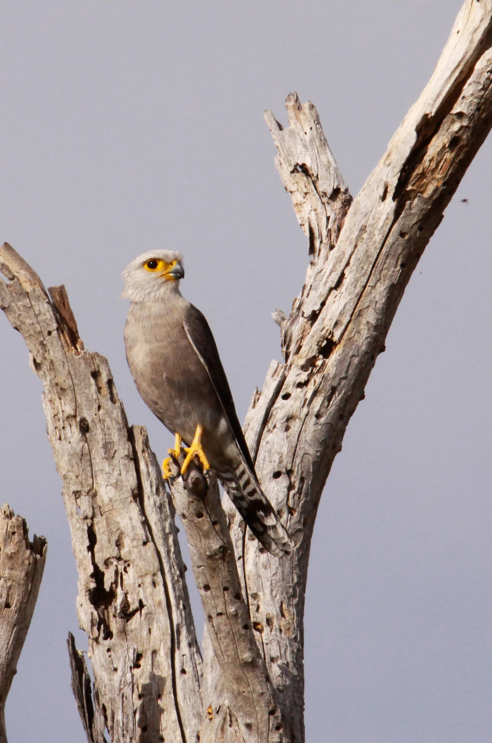  African Goshawk 