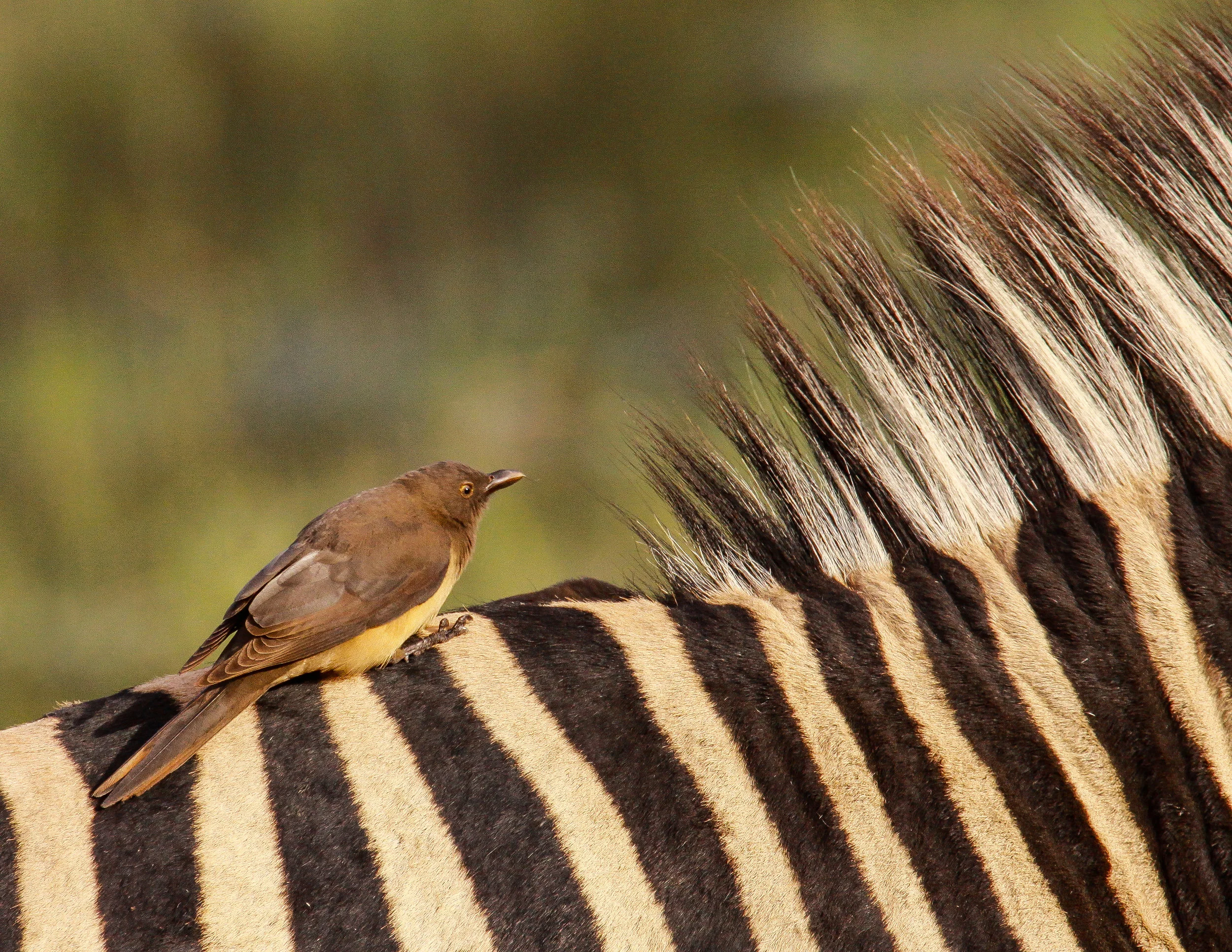  Red-billed Oxpecker (immature), Zebra 