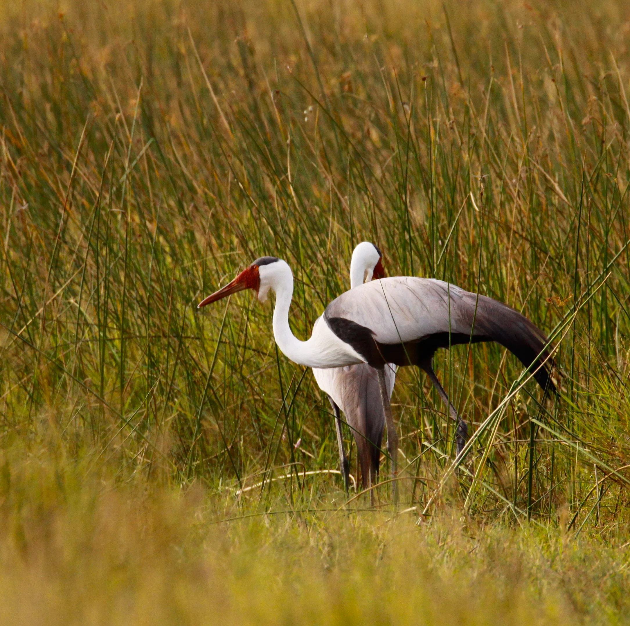  Wattled Crane.&nbsp;This crane is listed as threatened. I felt very lucky to see this bird and was able to get a photo of two of them.&nbsp; 