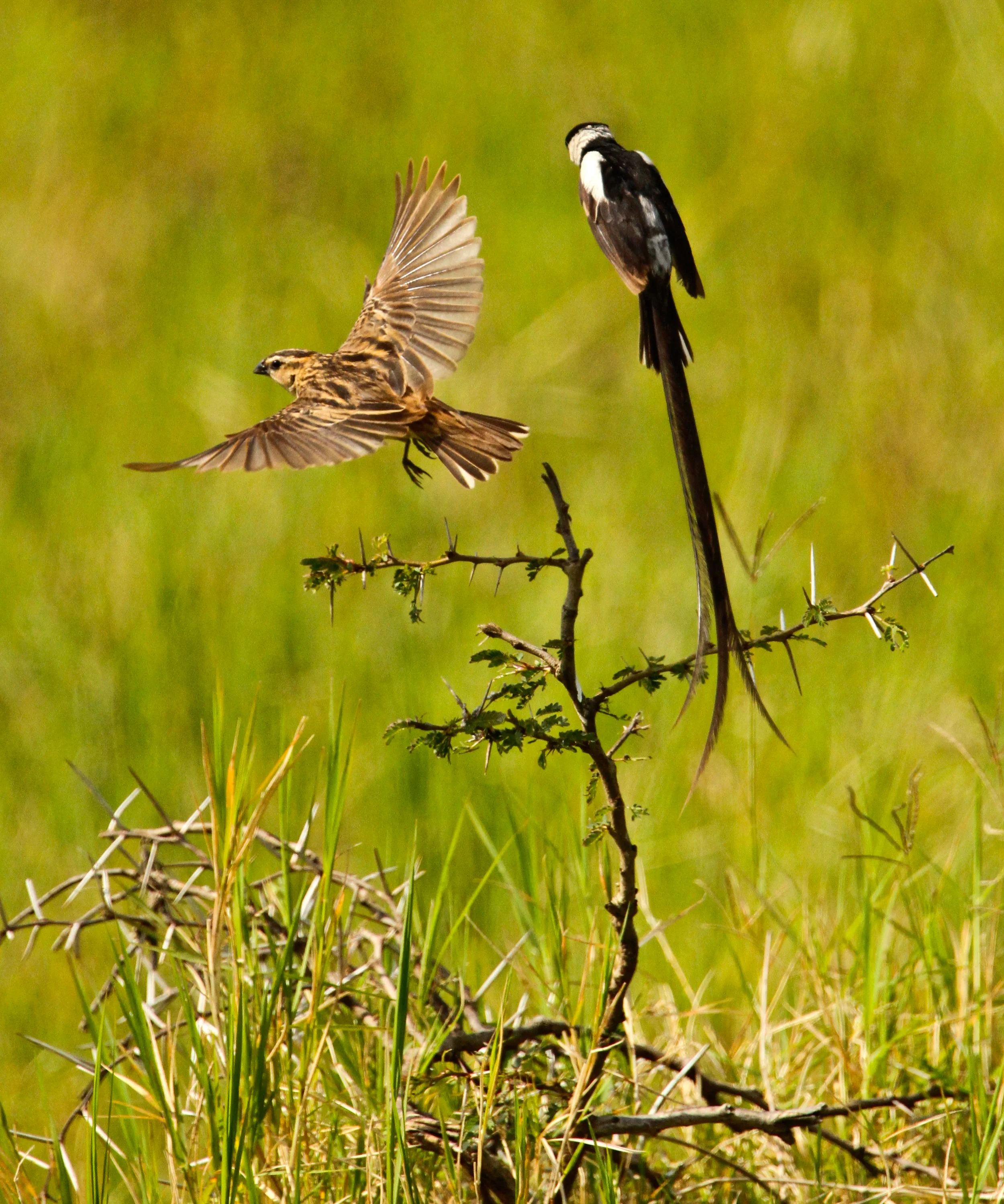  Pintailed Whydah. A mating was going on with this male and female. The male bird flies horizontal in front of the female. In this case the female flew away. 