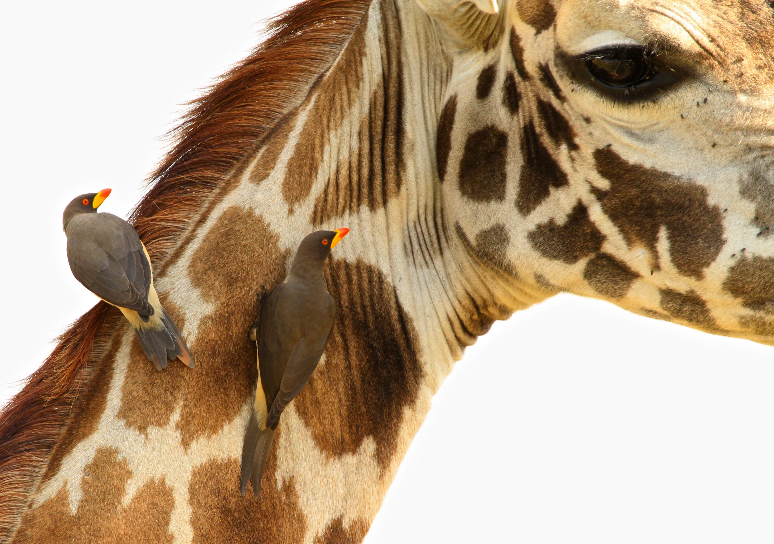  Yellow-billed Oxpecker. They are feeding off of ticks and other insects on mammals.&nbsp; 