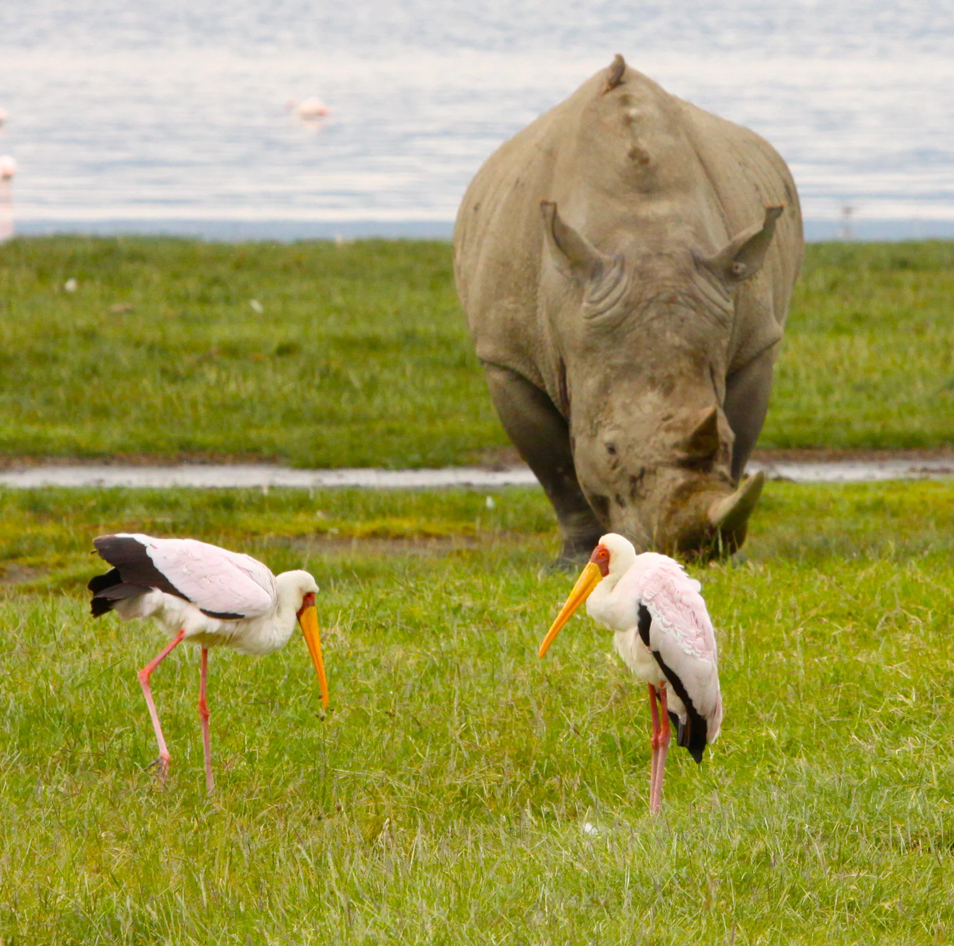  Yellow-billed Stork, White Rhino 