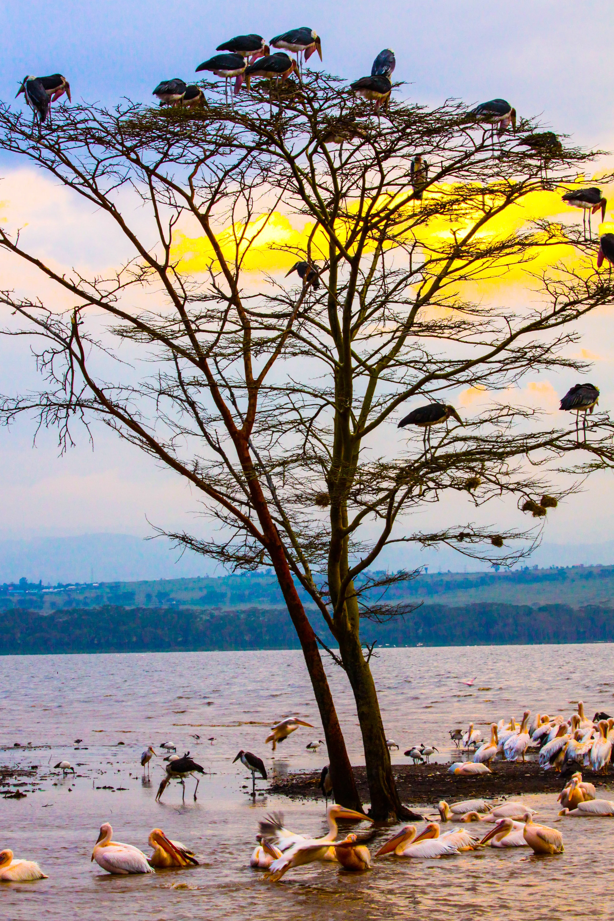  Lake Nakura. This tree is loaded with Marabou Storks, and Great White Pelicans at the base of tree.&nbsp; 