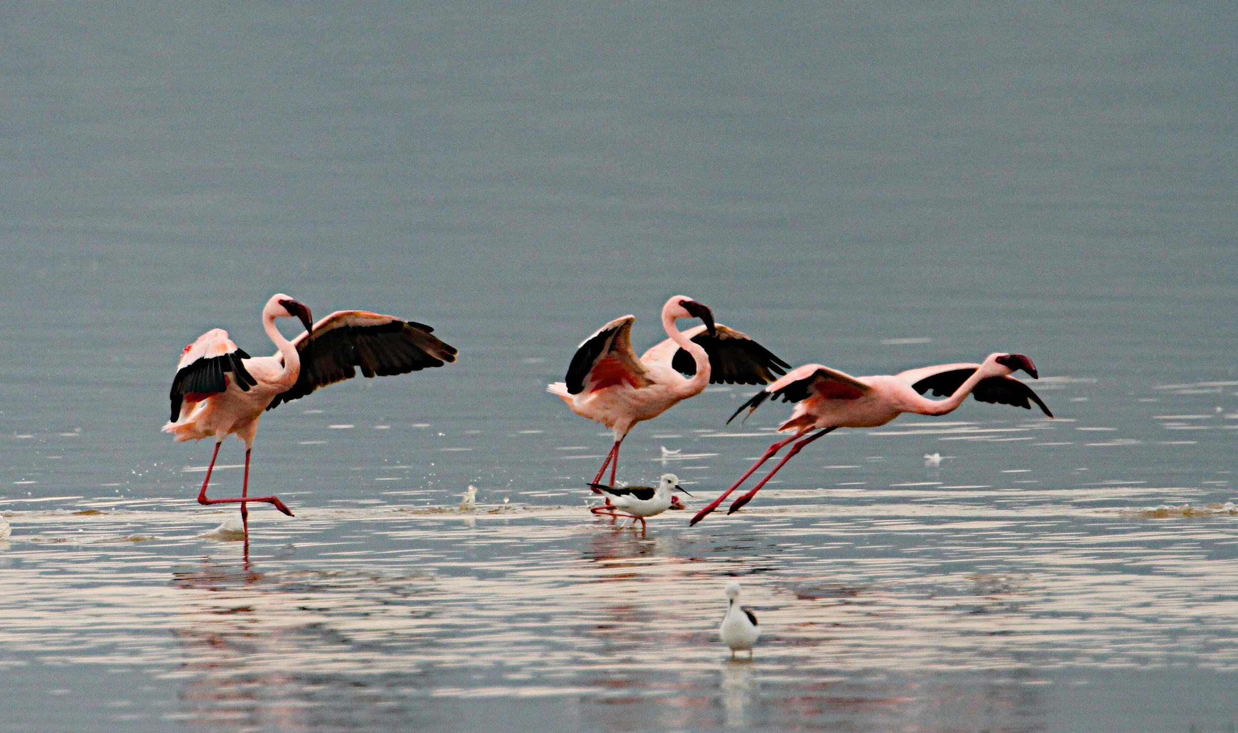  Lesser Flamingo 