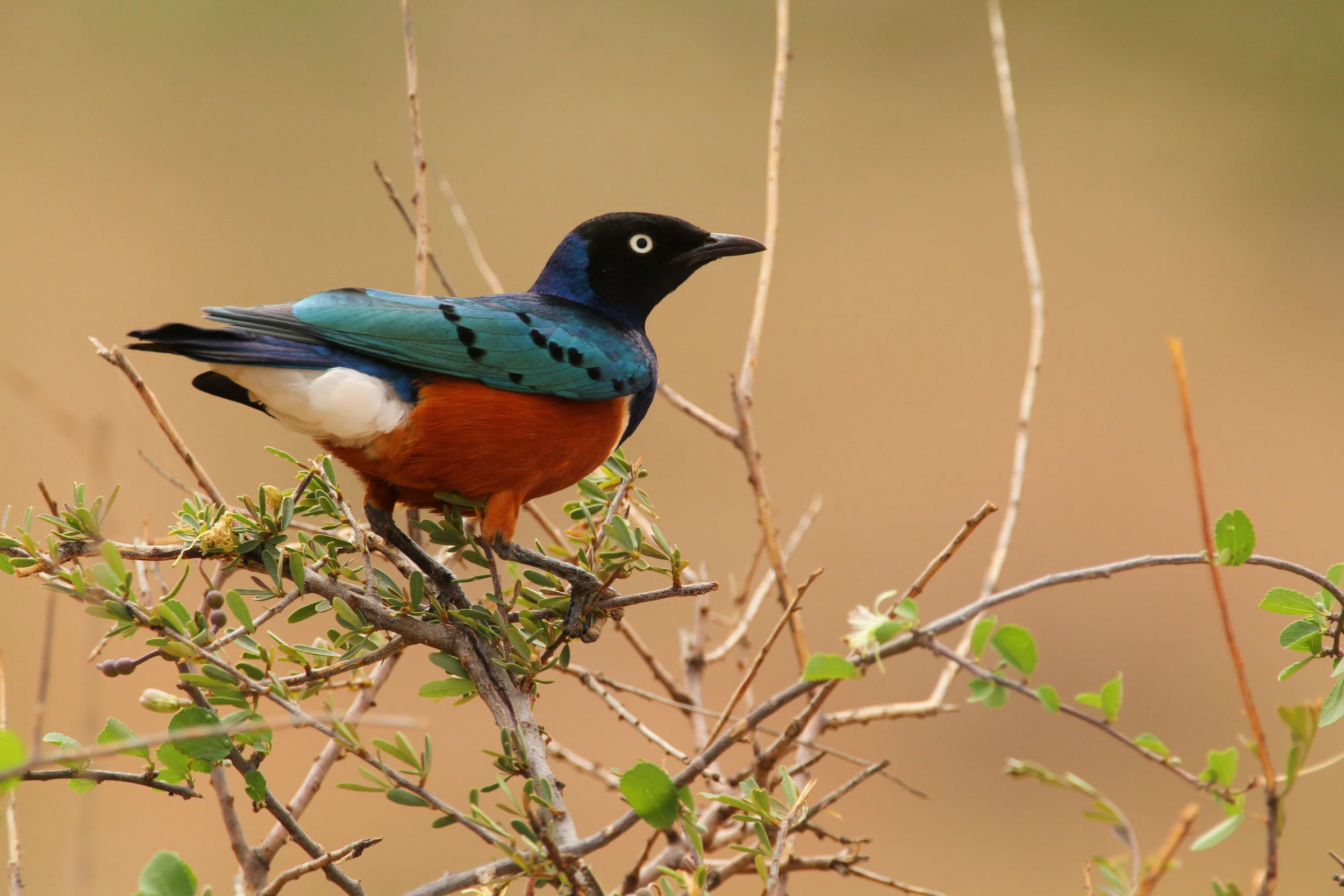  Superb Starling 