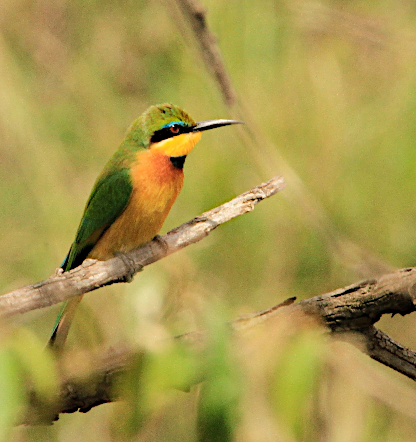  Little Bee-eater.&nbsp;Yes, he eats bees. He's the smaller of the bee-eaters. 