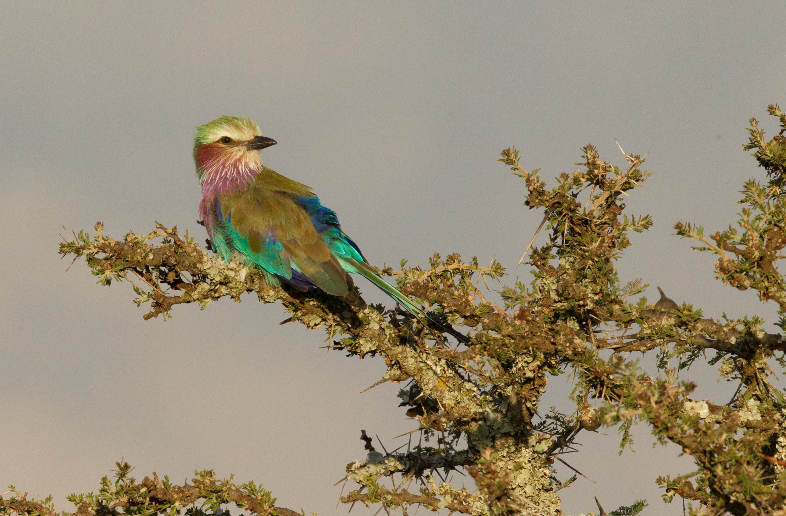  Lilac-breasted Roller. One of my favorite birds to see in Africa. 
