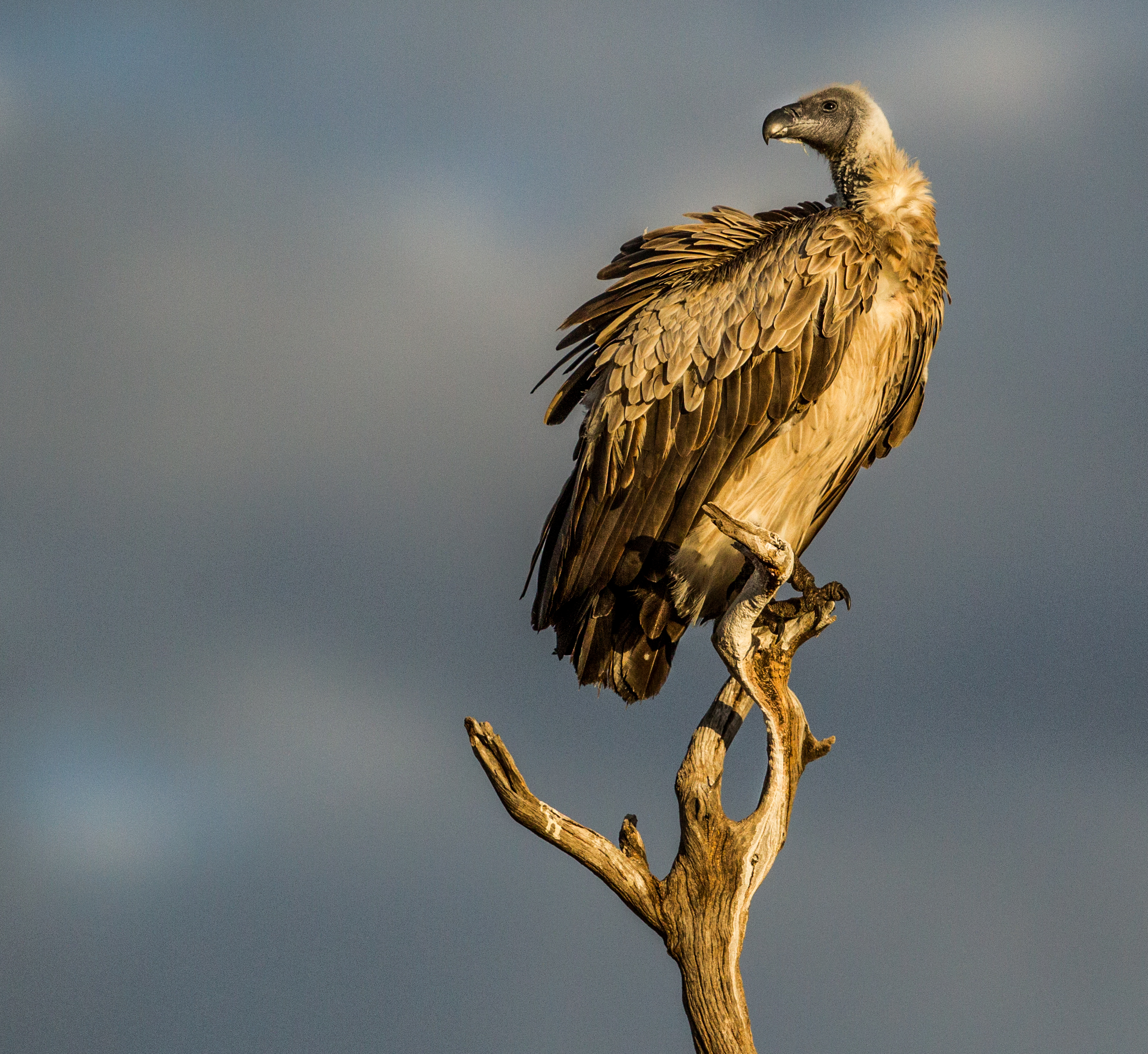  African White-backed Vulture 