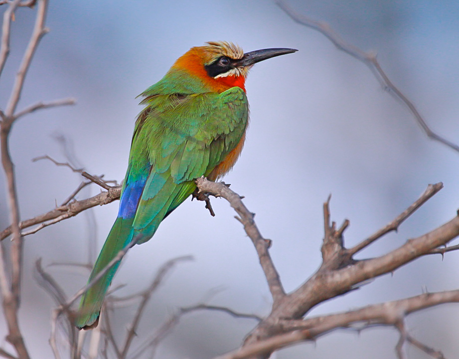  Whitefronted Bee-eater 
