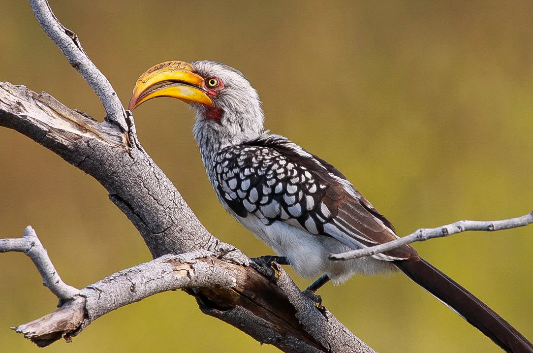  Southern Yellowbird Hornbill 