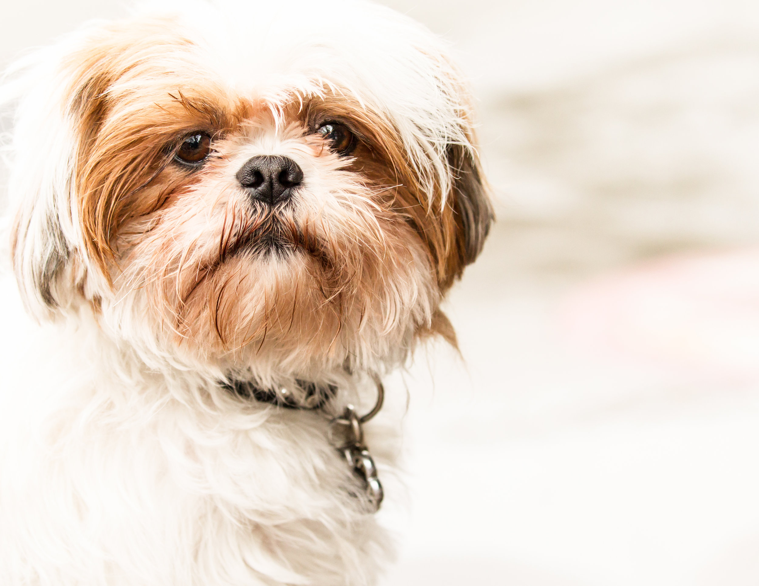  This is one of my favorite dog photos. He were sitting at Starbucks in Balboa Is, Newport Beach, another great place of dogs hanging out while their "folks" drink their cappuccino. 