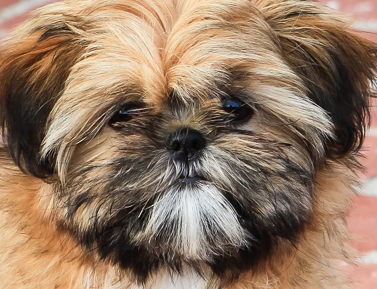  This darling puppy,Millie, was needing a bit of love, and she got it! Balboa Is, Newport Beach,Ca. 