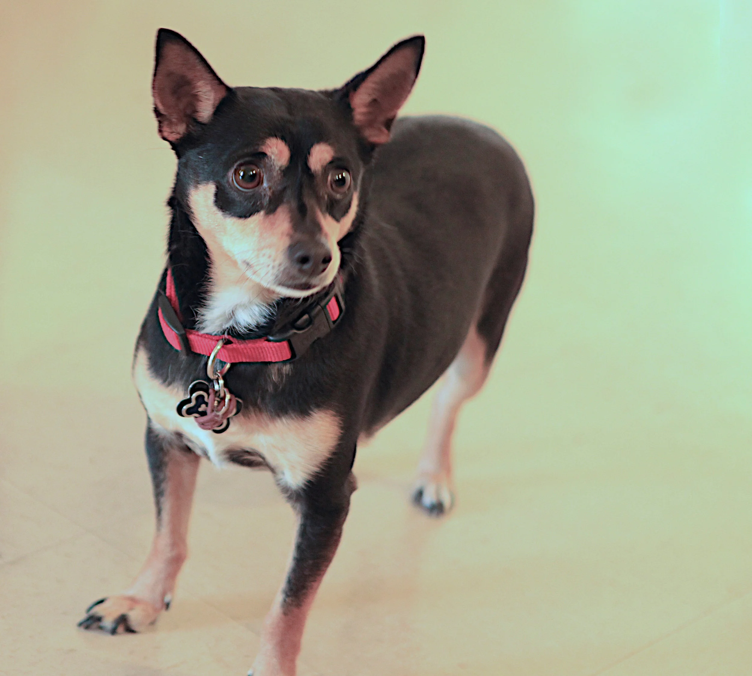  This is my great grand dog, Guinness. I got to walk him in Balboa Island one time when he was visiting, so much fun. Guinness lives on an Air Force base with his mom in New Mexico. 