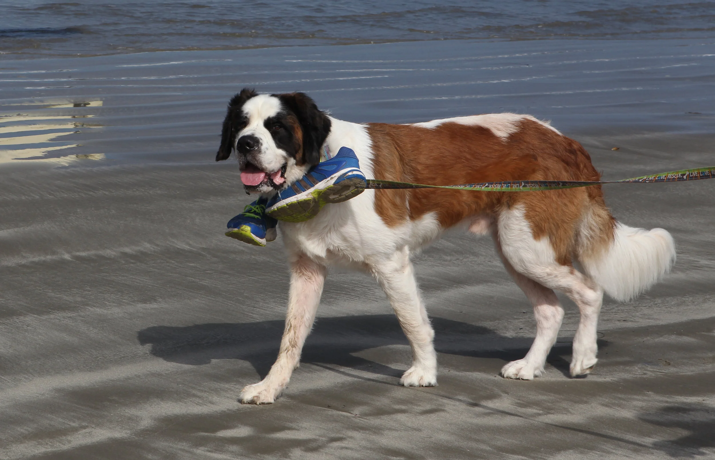  Walking on Atascadero Beach, Morro Bay,Ca. &nbsp;How else would you transfer your running shoes! 