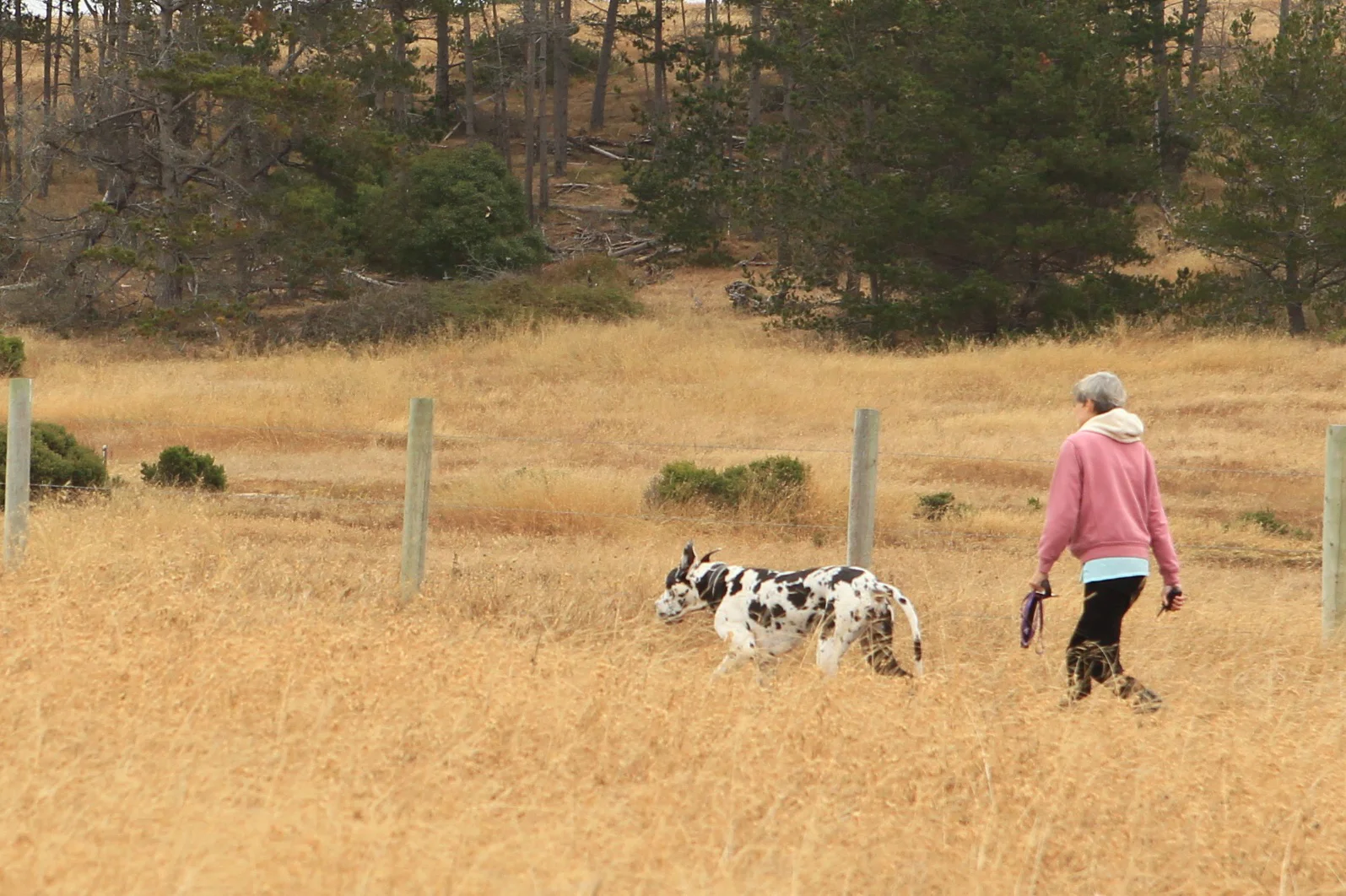  Saw this mom and her Great Dane near Morro Bay, Ca. 