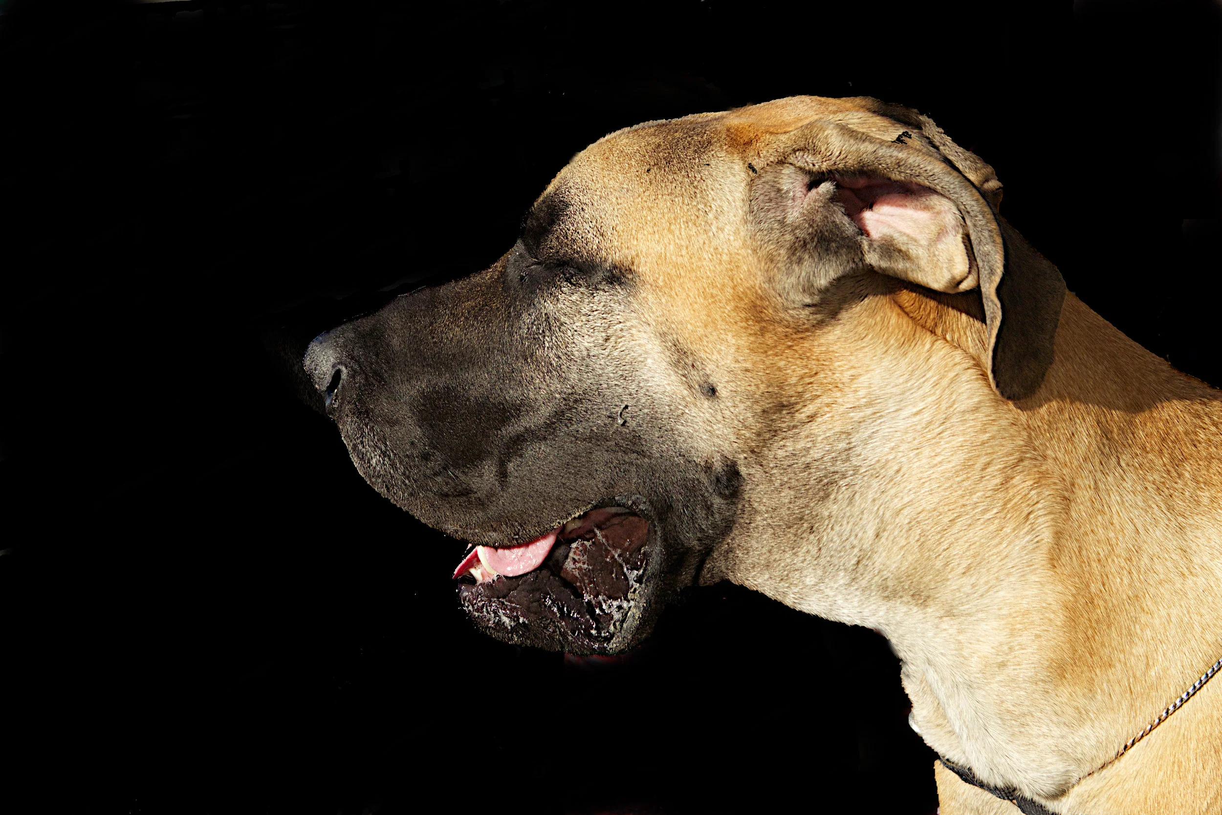  This is Panzer, a Great Dane. Balboa Is., Newport Beach, Ca. 