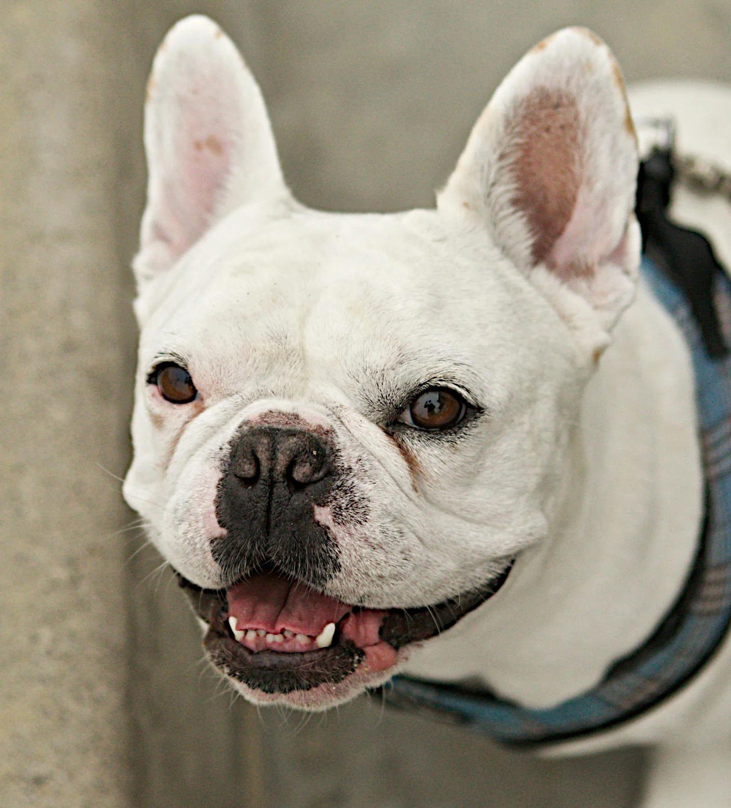  This is why I love dogs, HE'S smiling! 