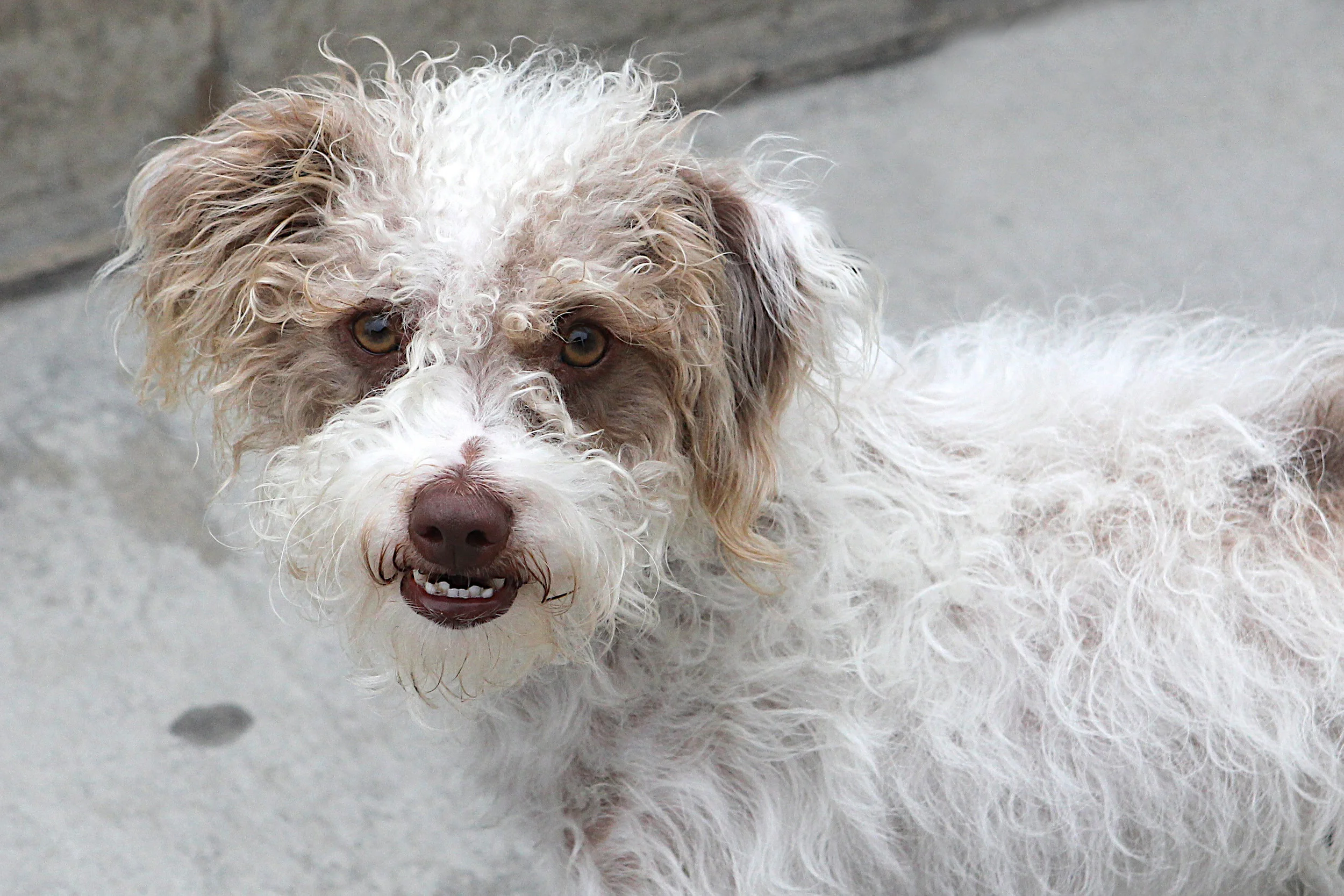  Another smiling dog! 