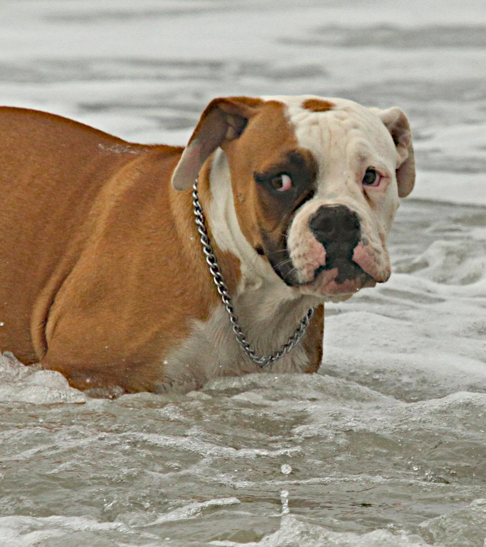  Sometimes it just doesn't work in the ocean. Dog Beach, Huntington Beach, Ca. 