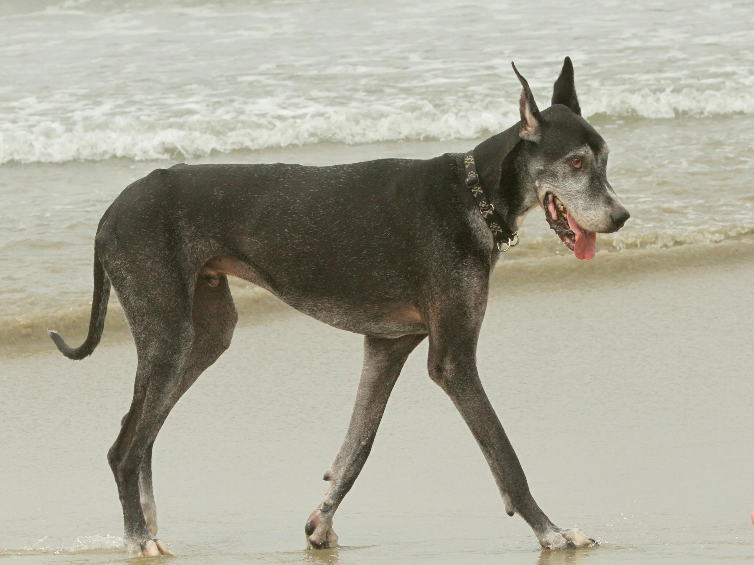  Great Dane. Dog Beach, Huntington Beach, Ca. 