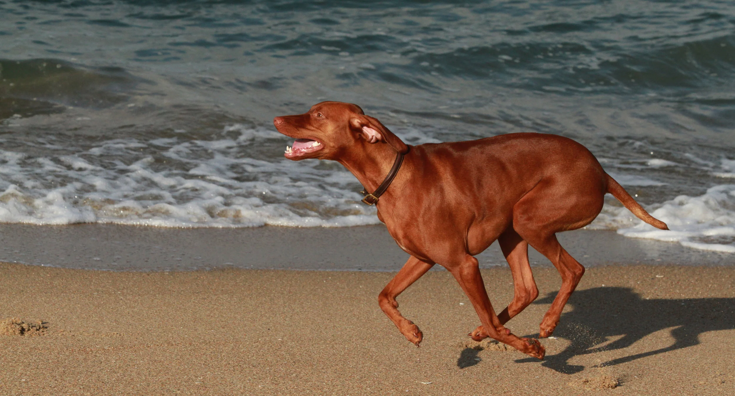  Buddy at Dog Beach, Huntington Beach, Ca.&nbsp;I love the beauty of this dog; his muscles, his strength, his leanness. And how joyful he is running free and so fast. 