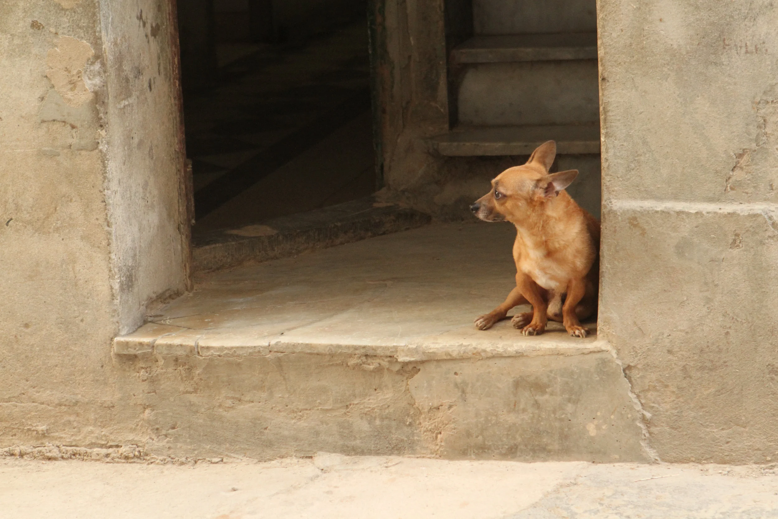  Havana, Cuba. A lot of skinny looking homeless dogs in Cuba. This little guy caught my attention. Just relaxing and enjoying the sunshine. Maybe he lives here.&nbsp;Maybe he isn't homeless! 