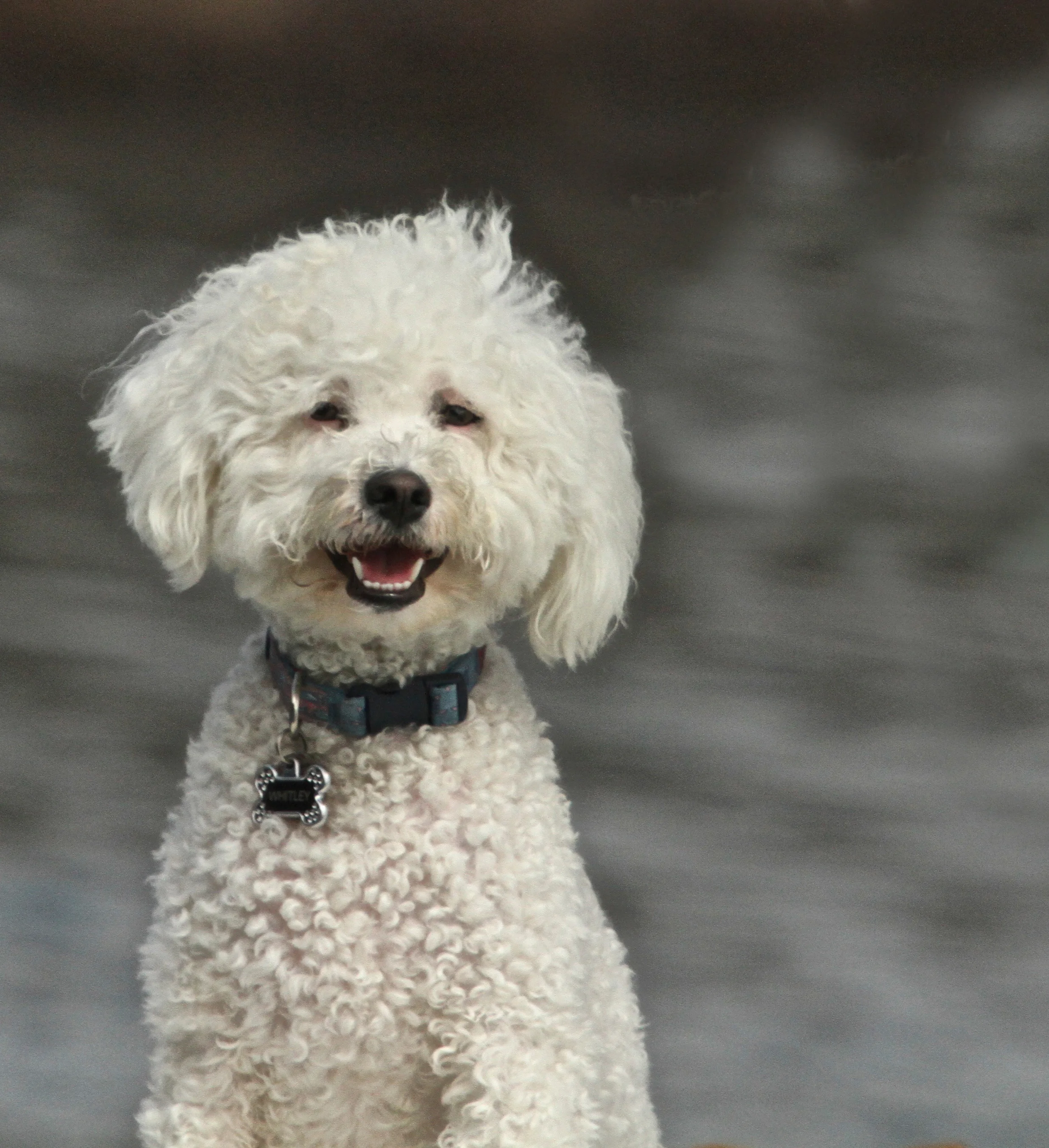  On a friends boat and moored right besides us, is this very happy dog out for a sail. Avalon, Catalina. 