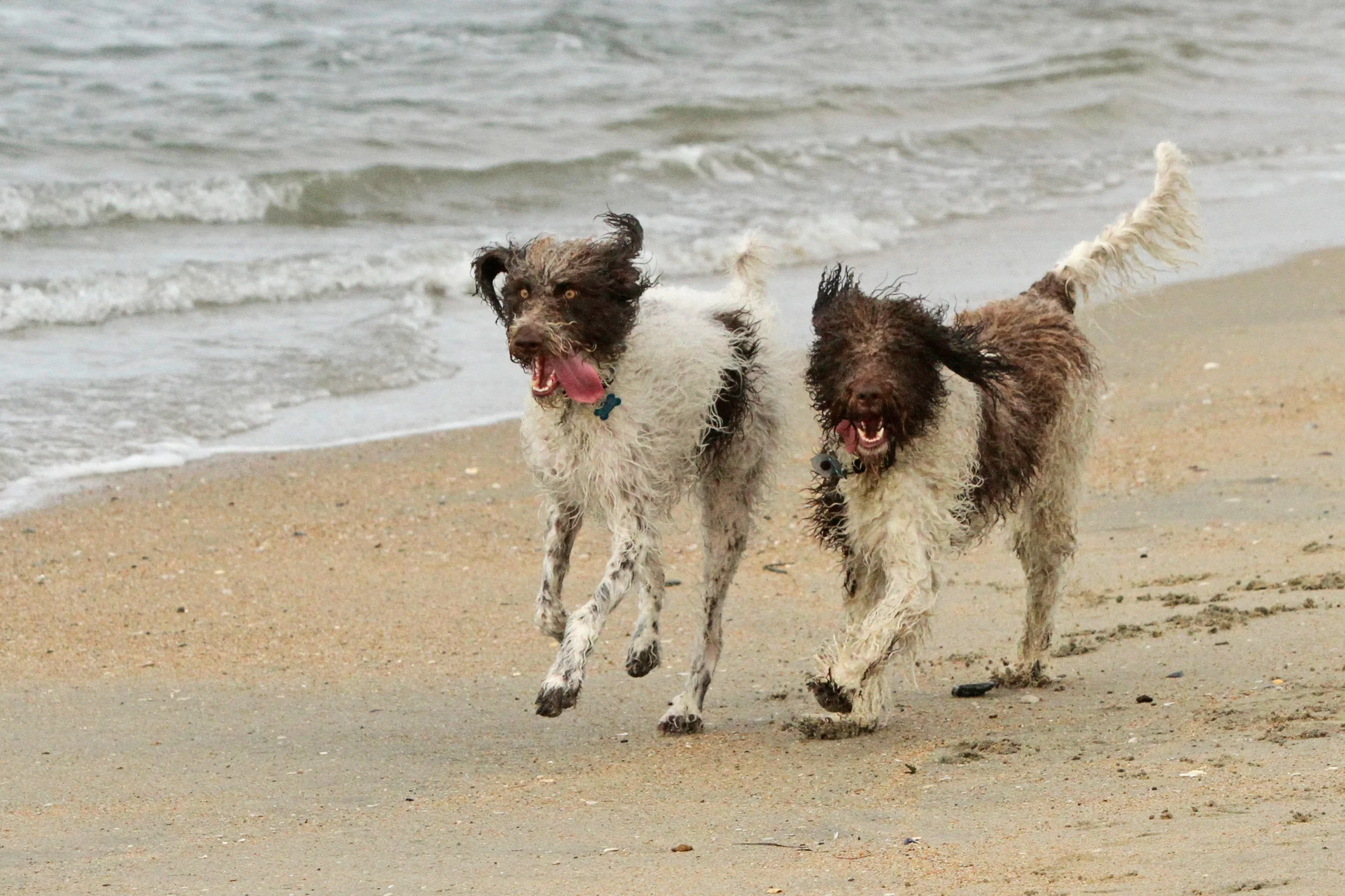  Beach Bums. Dog Beach, Huntington Beach, Ca. 
