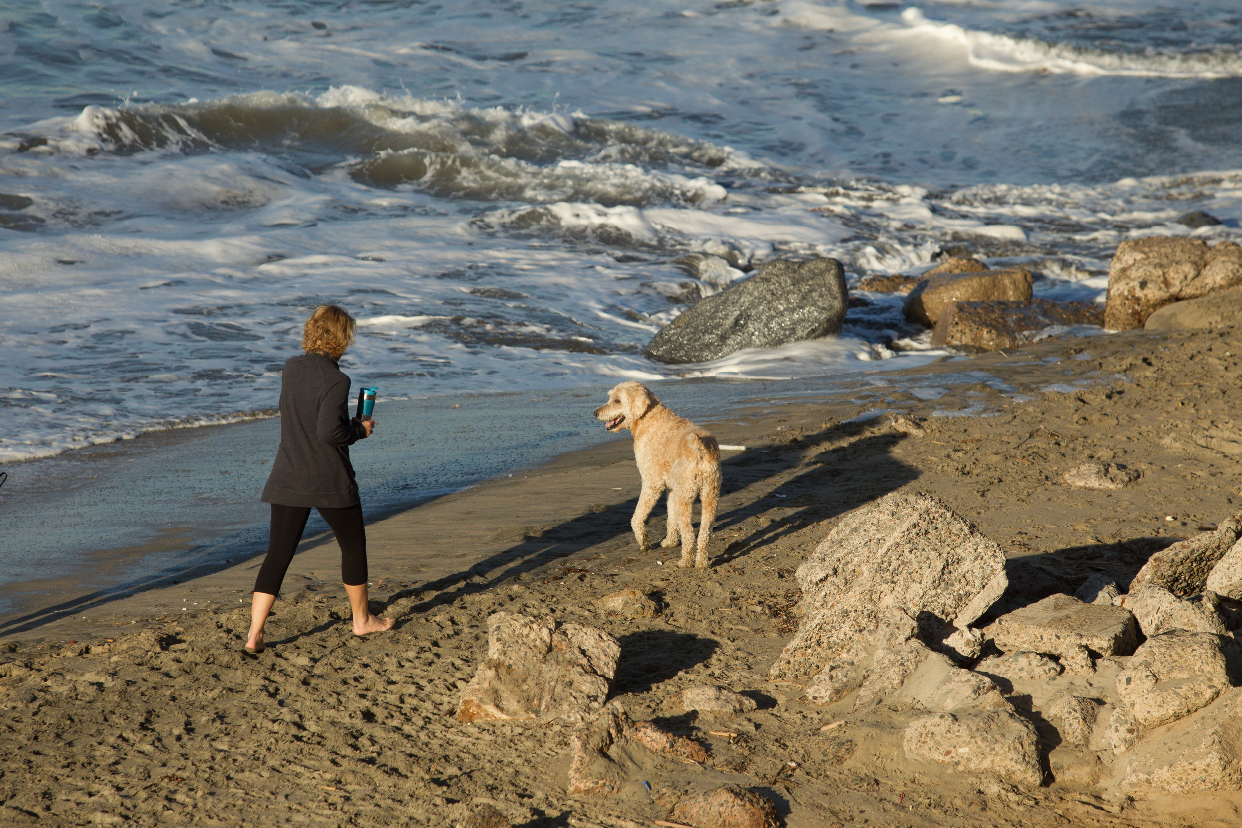 Labradoodle,Dog Beach.JPG