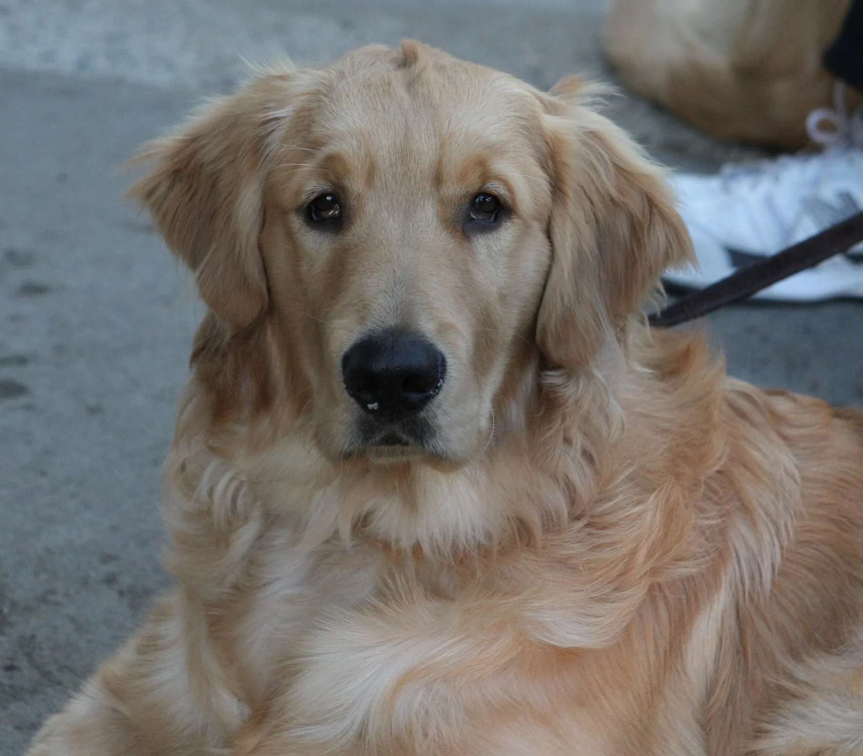  Theodore, Balboa Island.&nbsp;I met Theodore when he was just weeks old. His dad wanted coffee at Starbucks, but couldn't bring in his dog. He could tell I was able and very willing to hold this little &nbsp;puppy while he went inside. As far as I w
