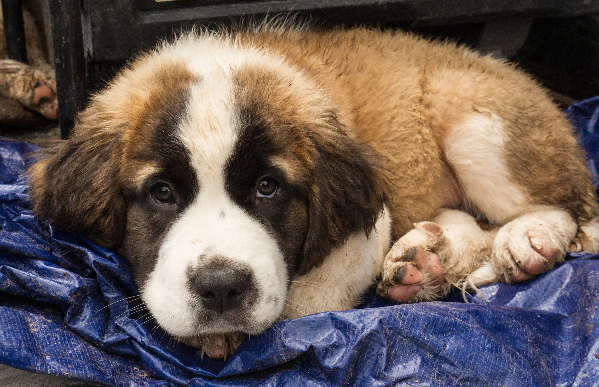  This puppy was in a back of a truck, with a 4-sale by him. He looked pretty sad and scared. New Mexico.&nbsp; 