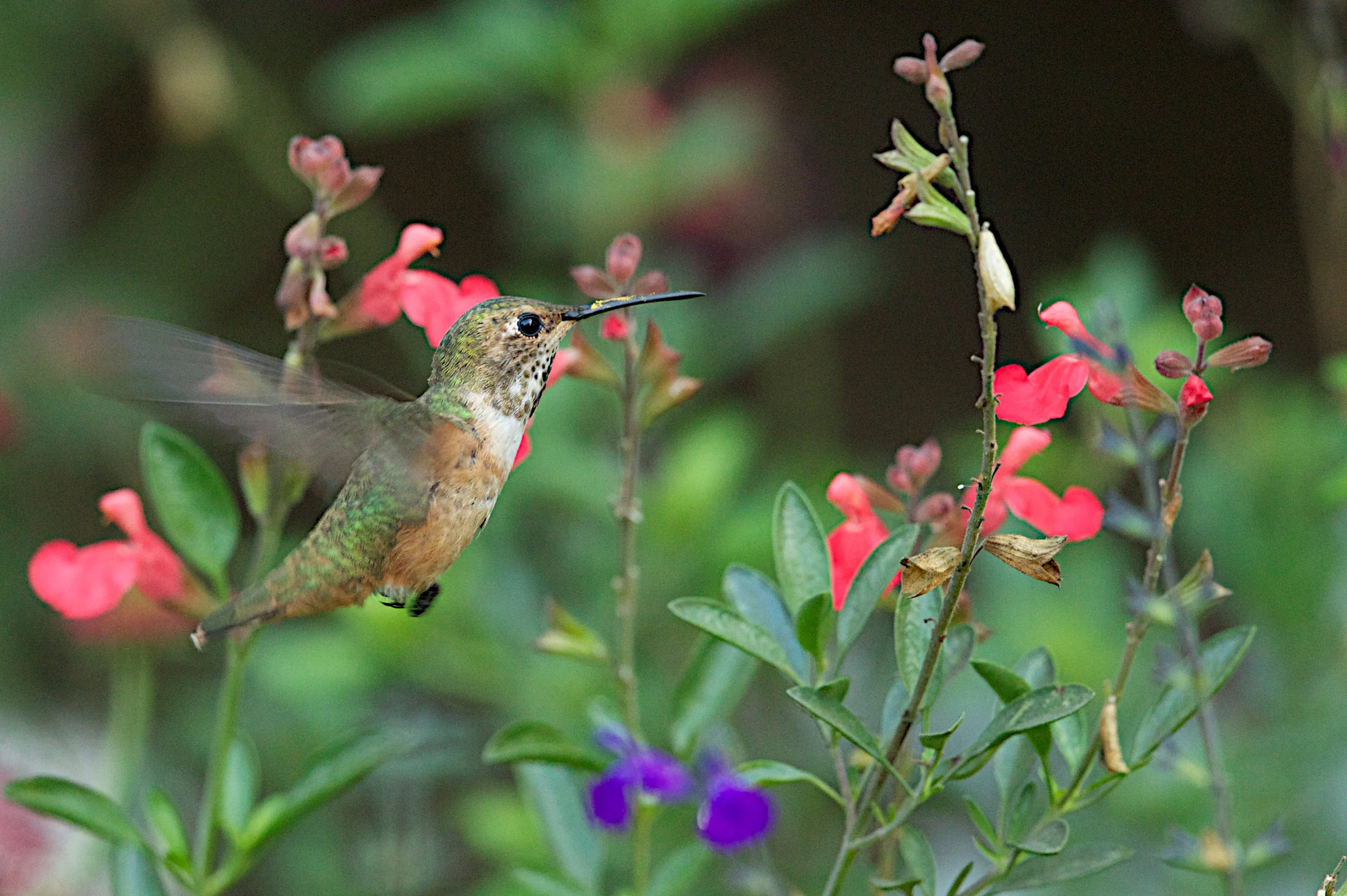  Allen's Hummingbird, Central Park 
