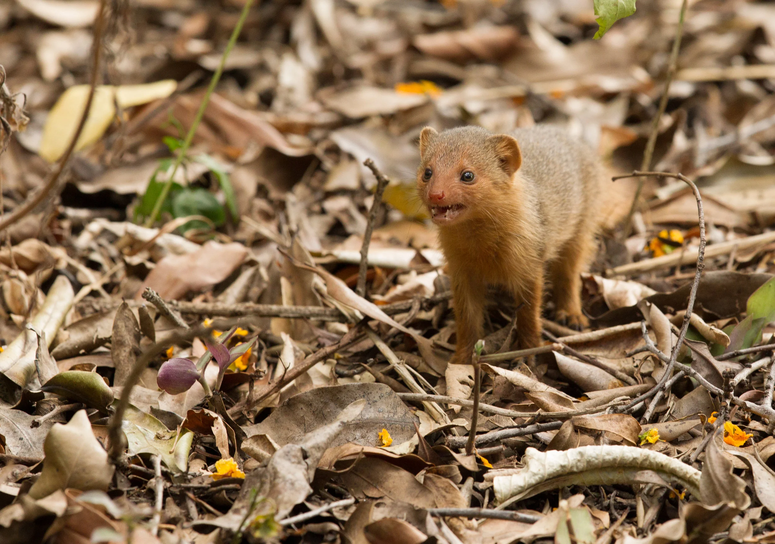  Dwarf Mongoose baby, looking for &nbsp;his mom. 