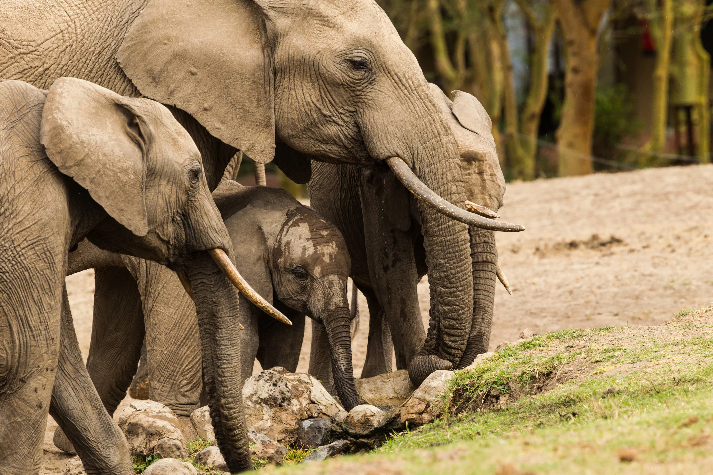 Elephant Herd (19).JPG