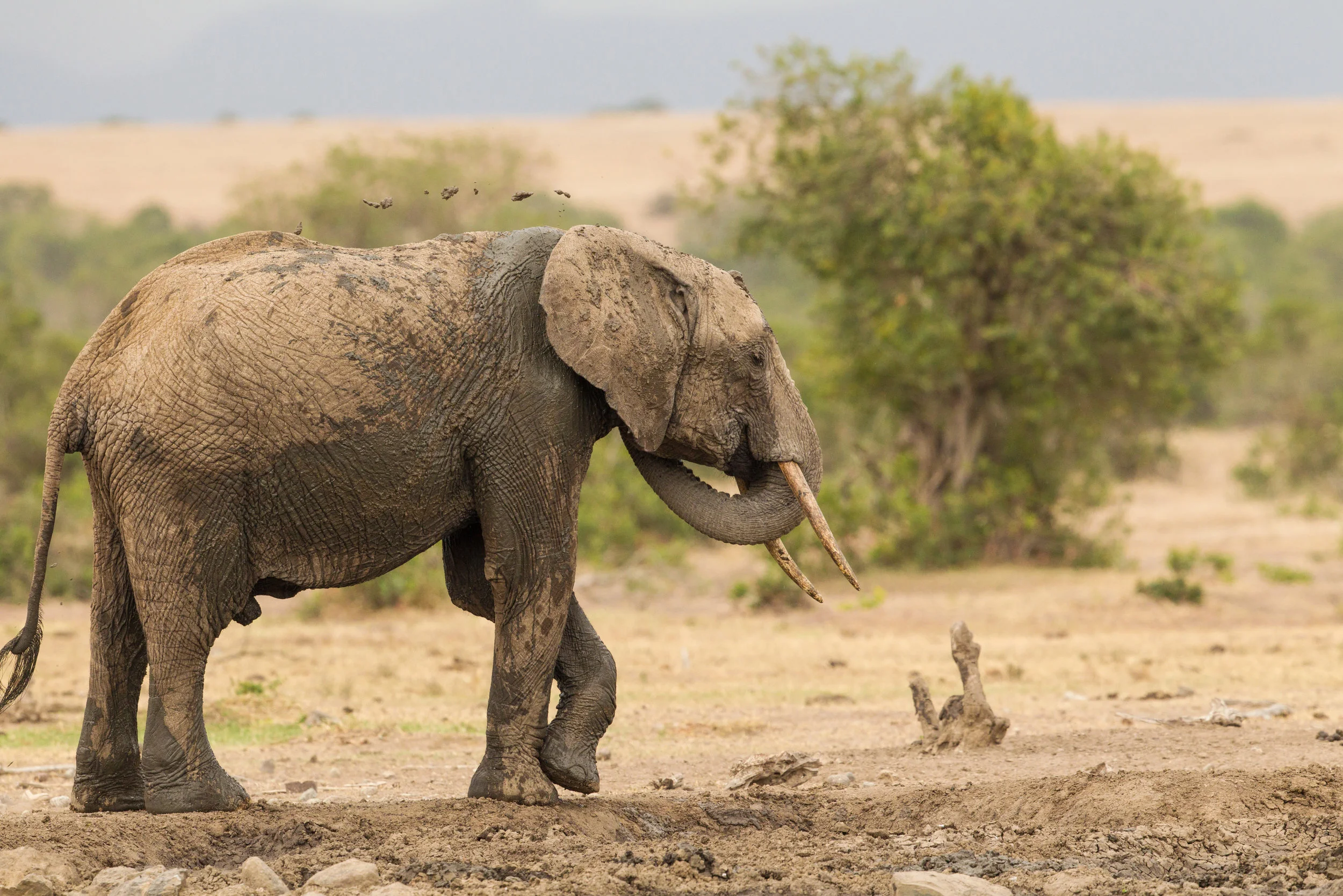 Elephant Herd (36).JPG
