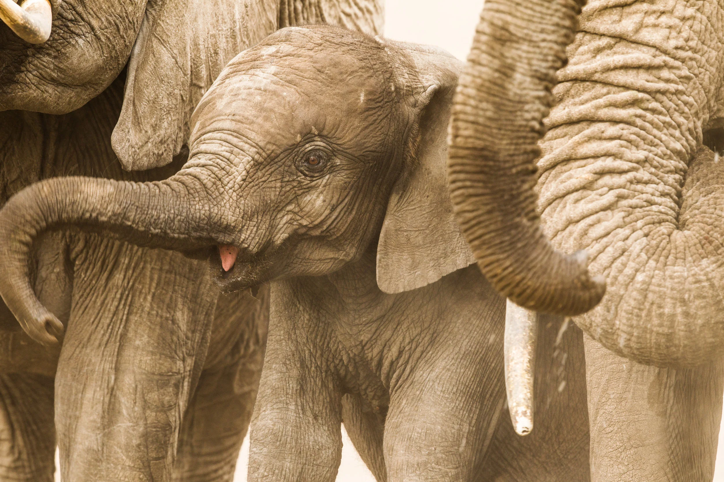 Elephant Herd (46).JPG